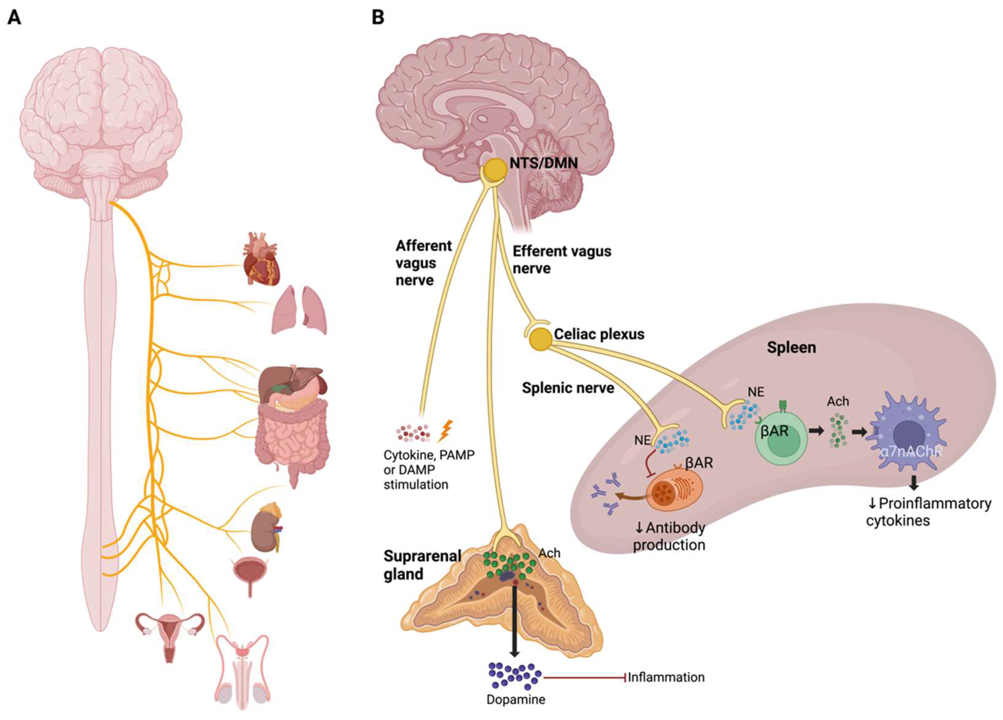 Pharmaceuticals 17 00841 g007 Pharmaceuticals 17 00841 g007