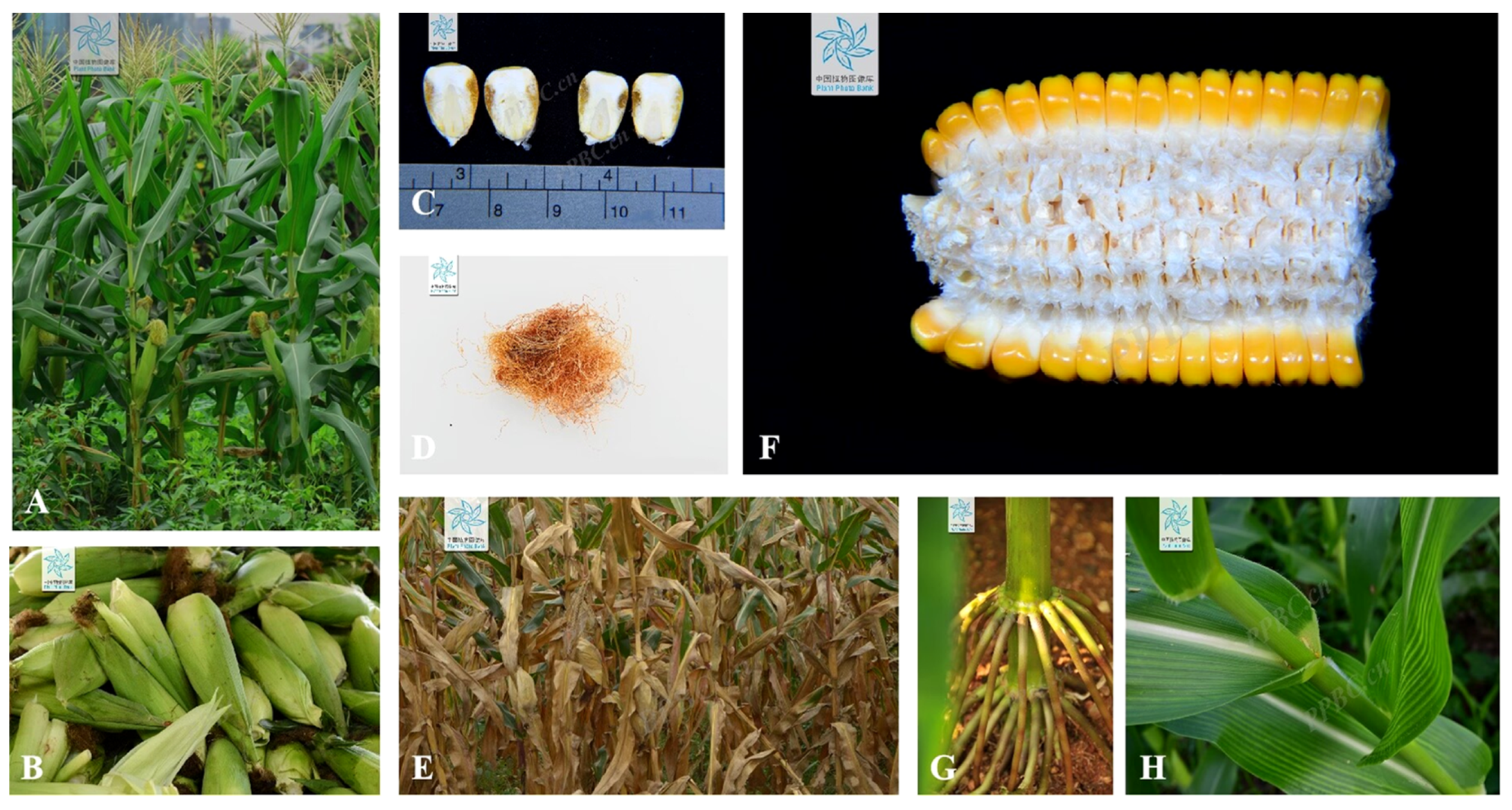 Pharmaceuticals 17 00868 g002