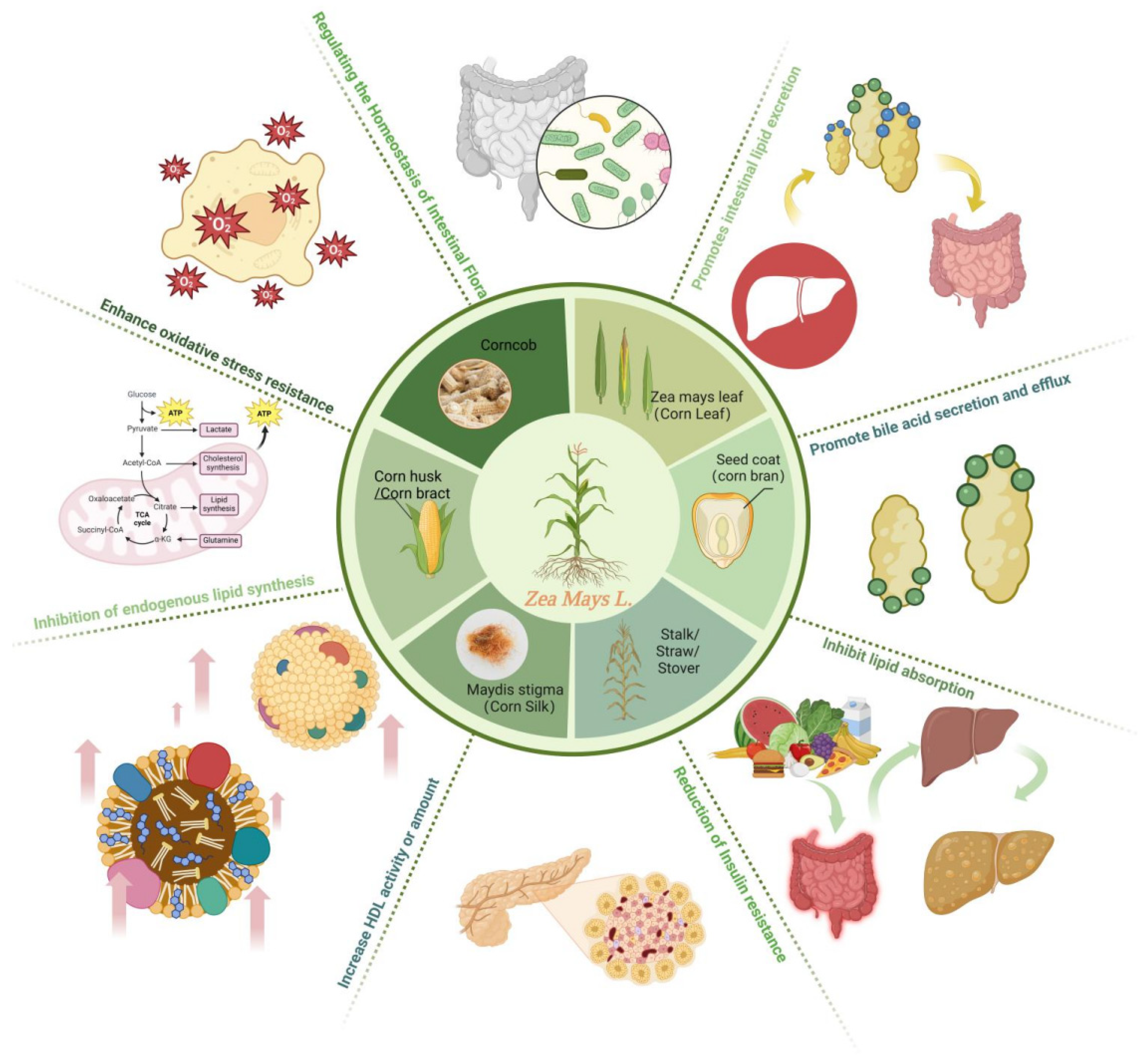 Pharmaceuticals 17 00868 g004