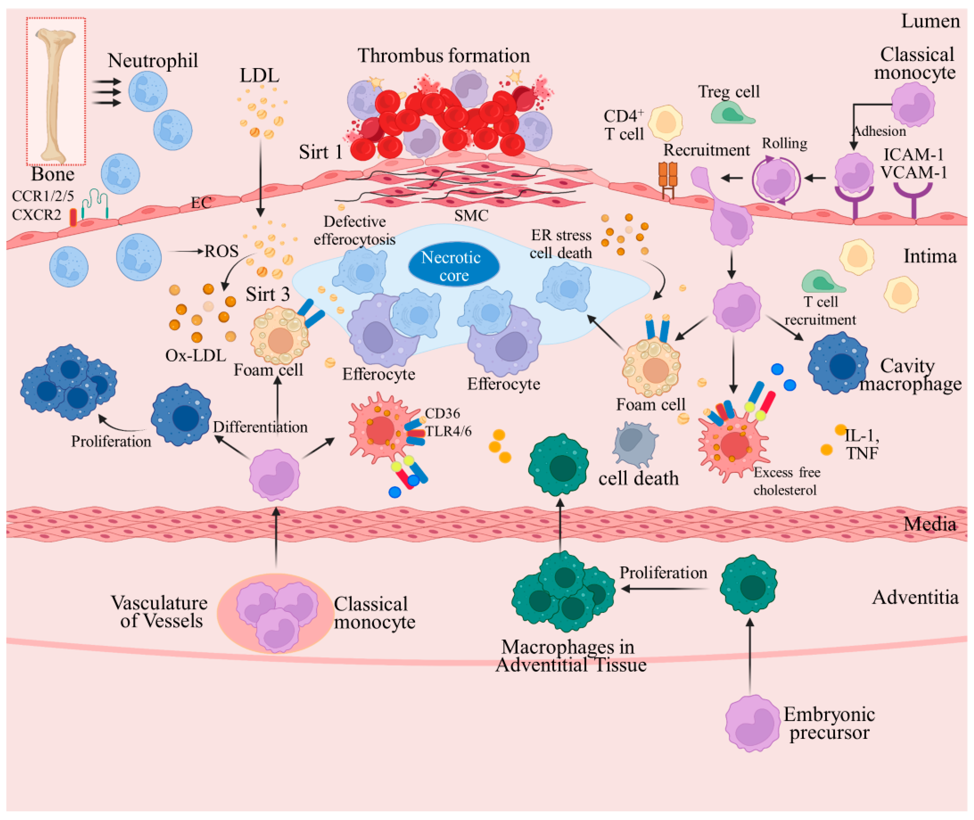Pharmaceuticals 17 00919 g001