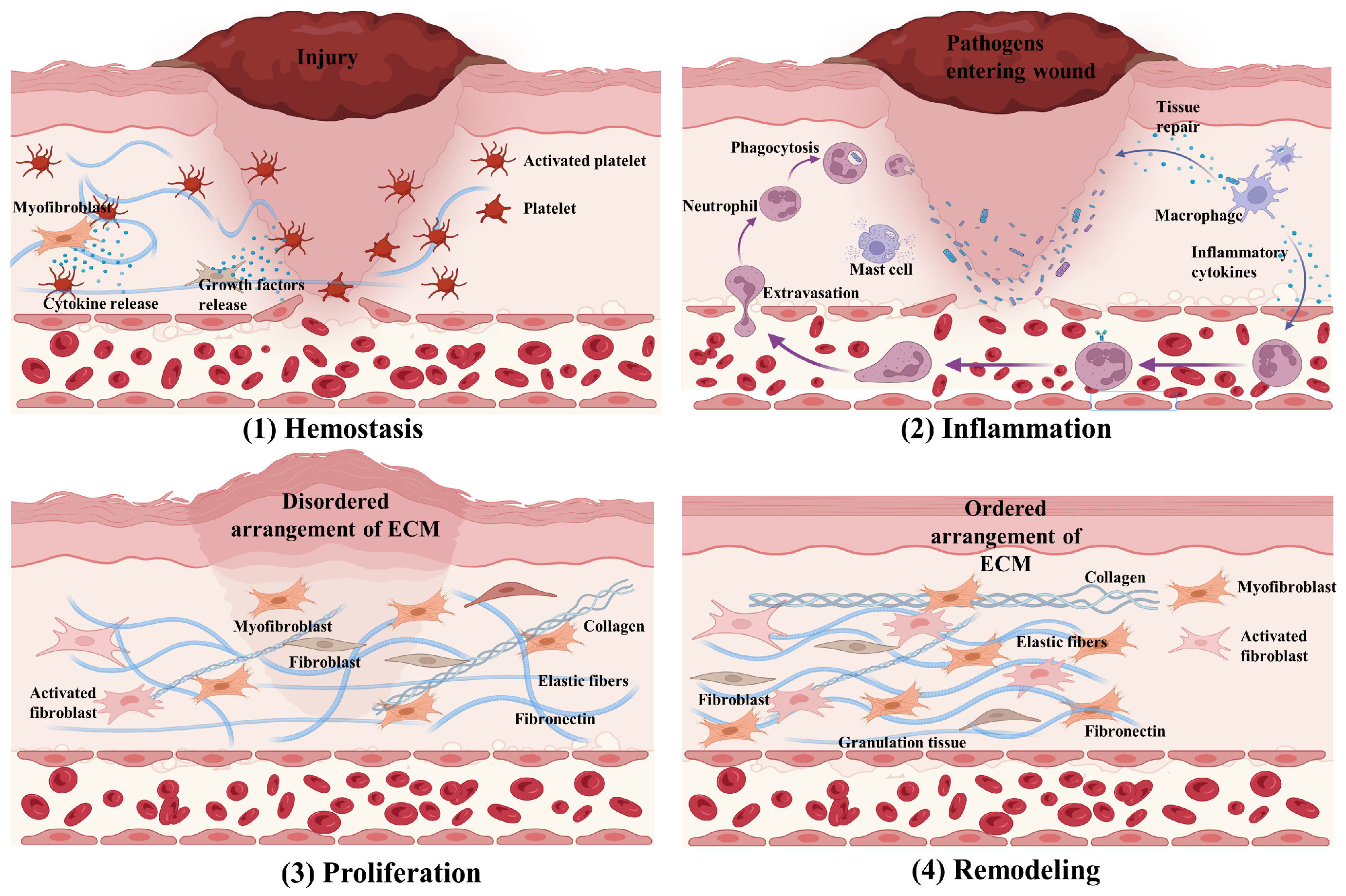 Pharmaceuticals 17 00923 g001