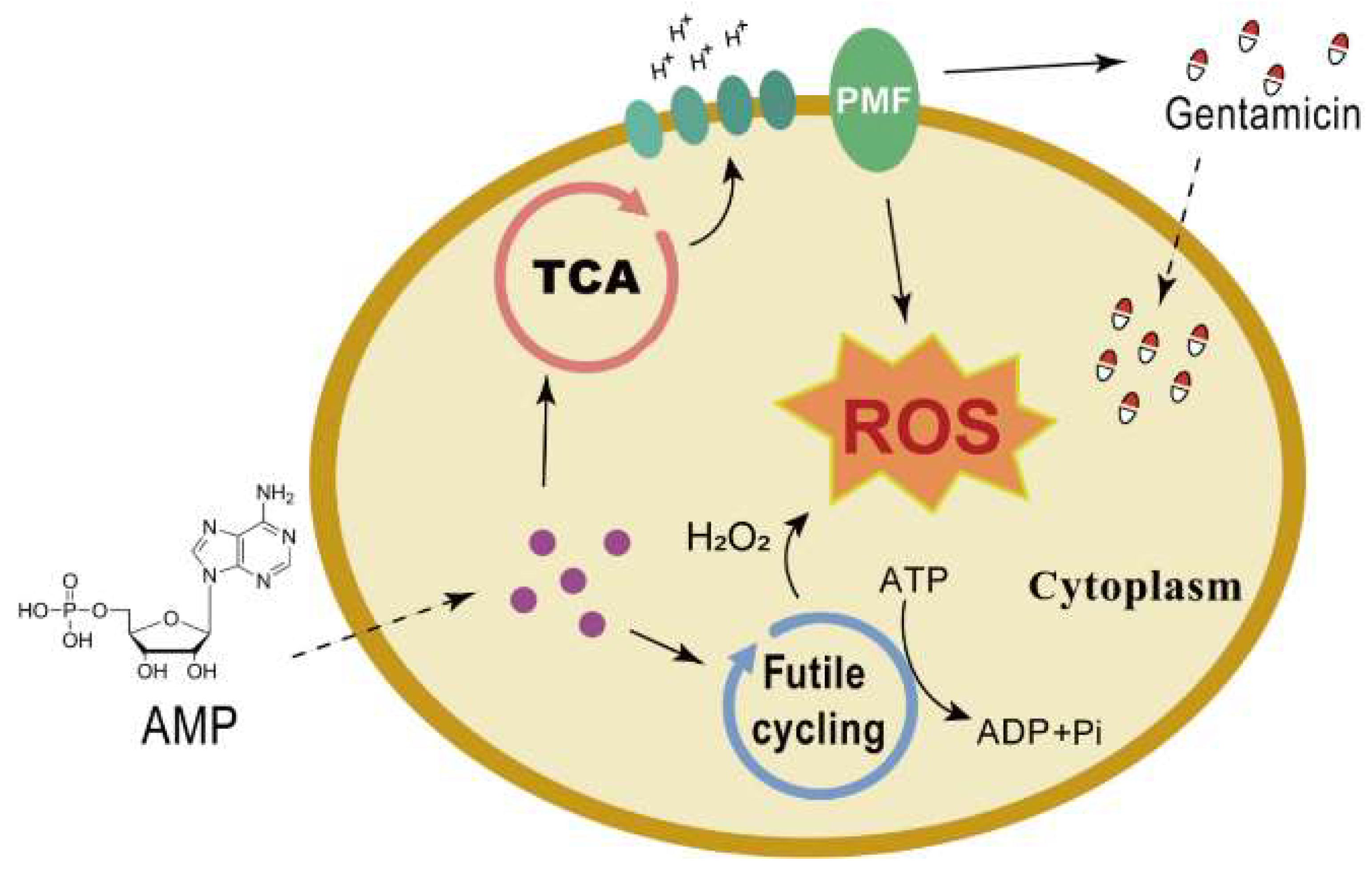 Pharmaceuticals 17 00933 g005