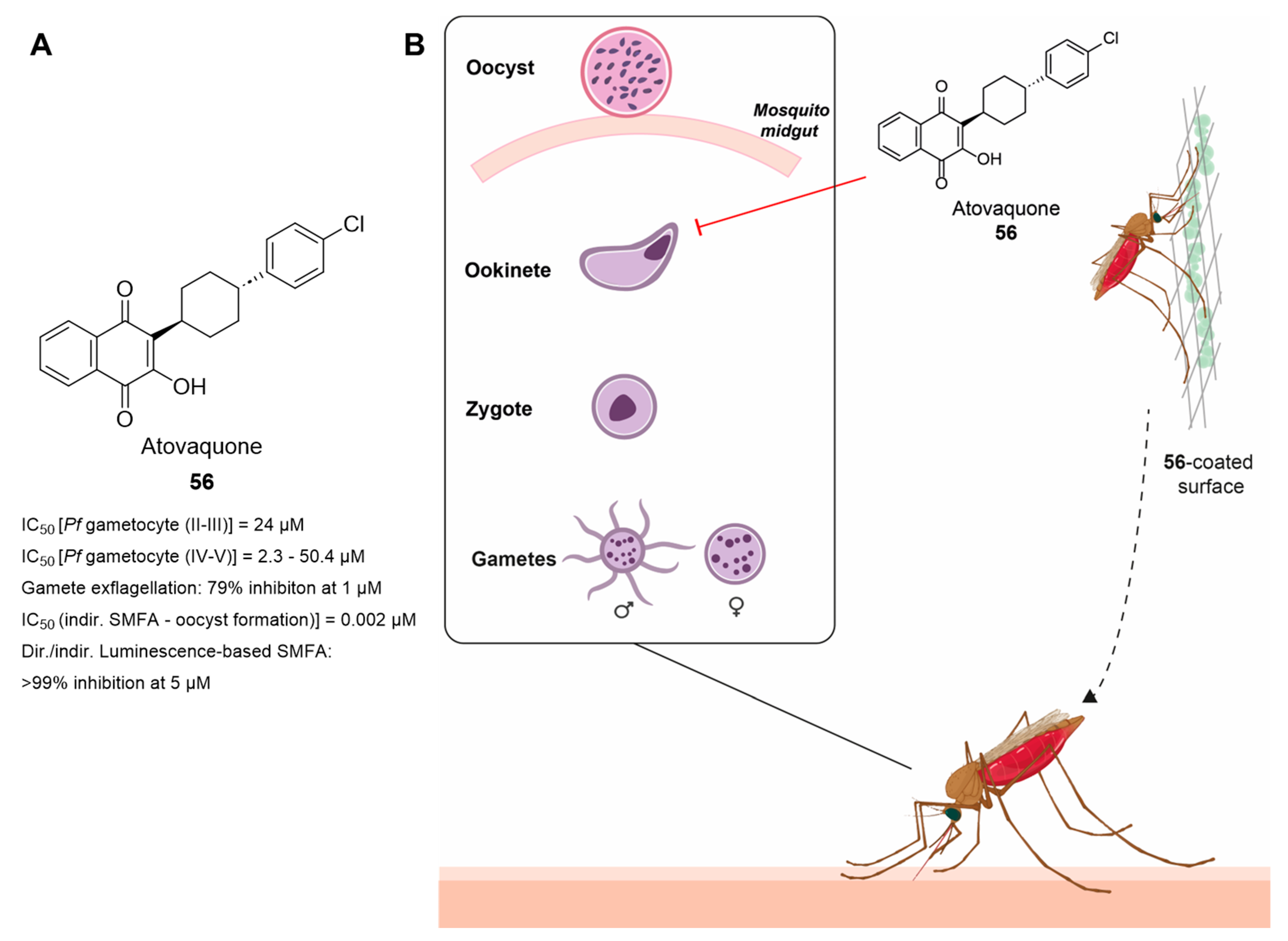 Pharmaceuticals 17 00962 g014 Pharmaceuticals 17 00962 g014