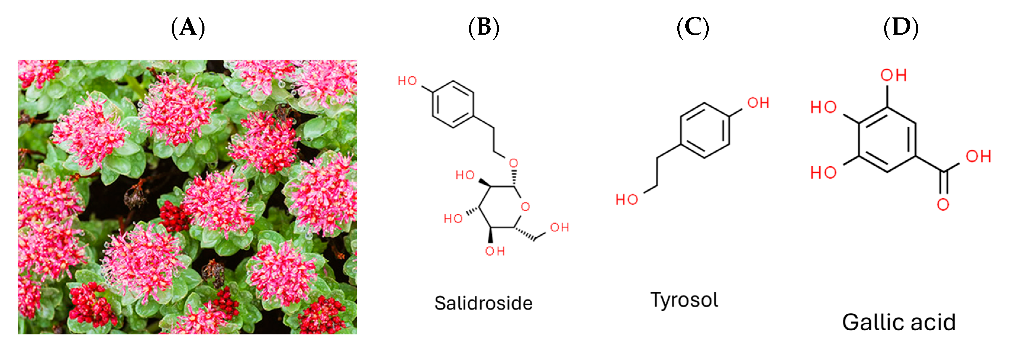Pharmaceuticals 17 00988 g001