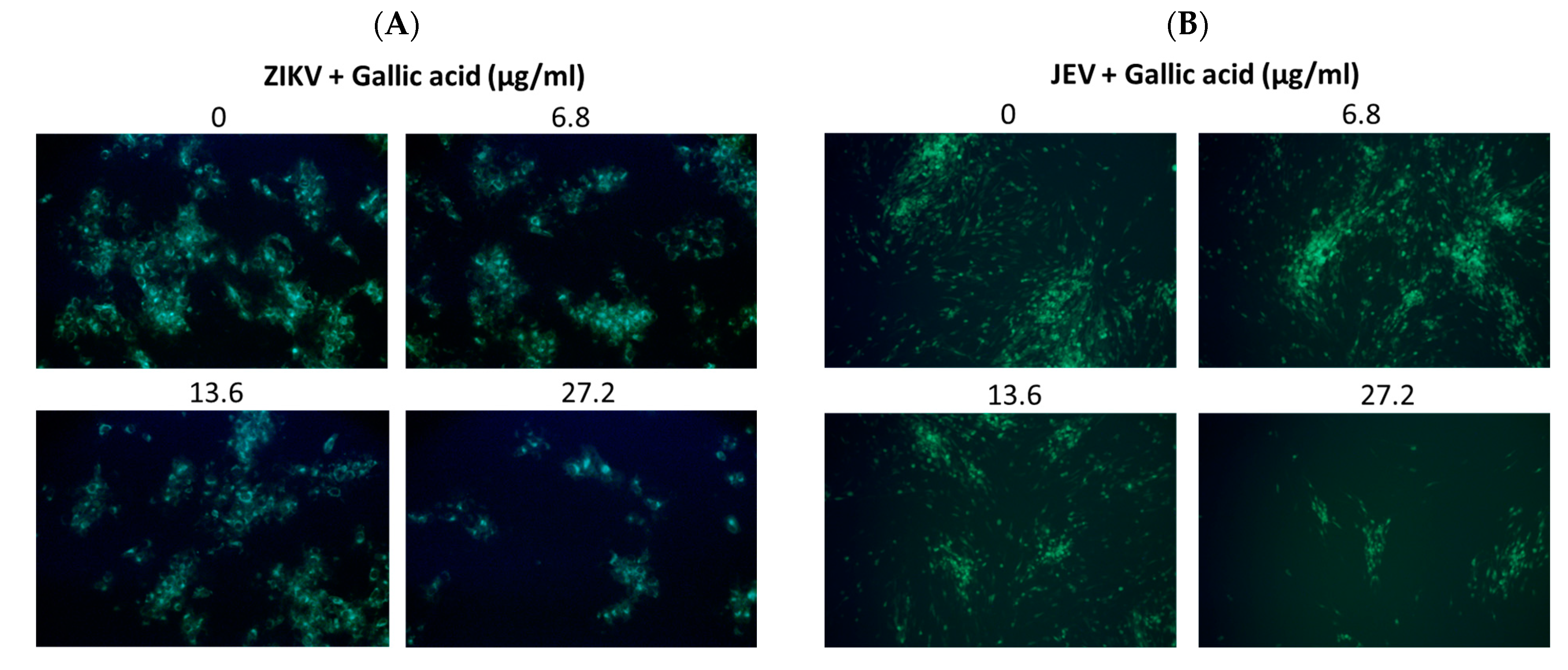 Pharmaceuticals 17 00988 g008