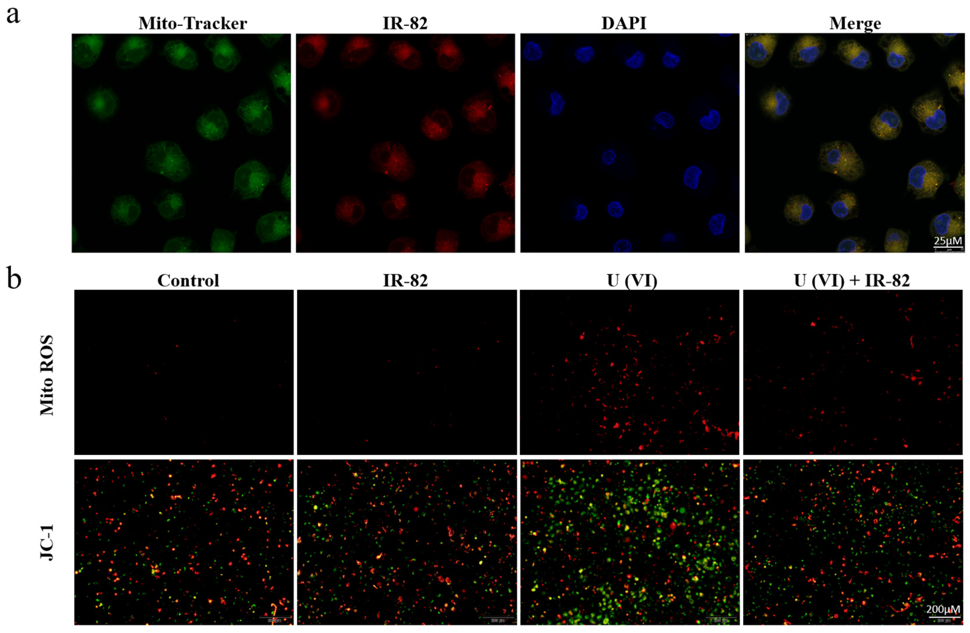 Pharmaceuticals 17 00995 g004