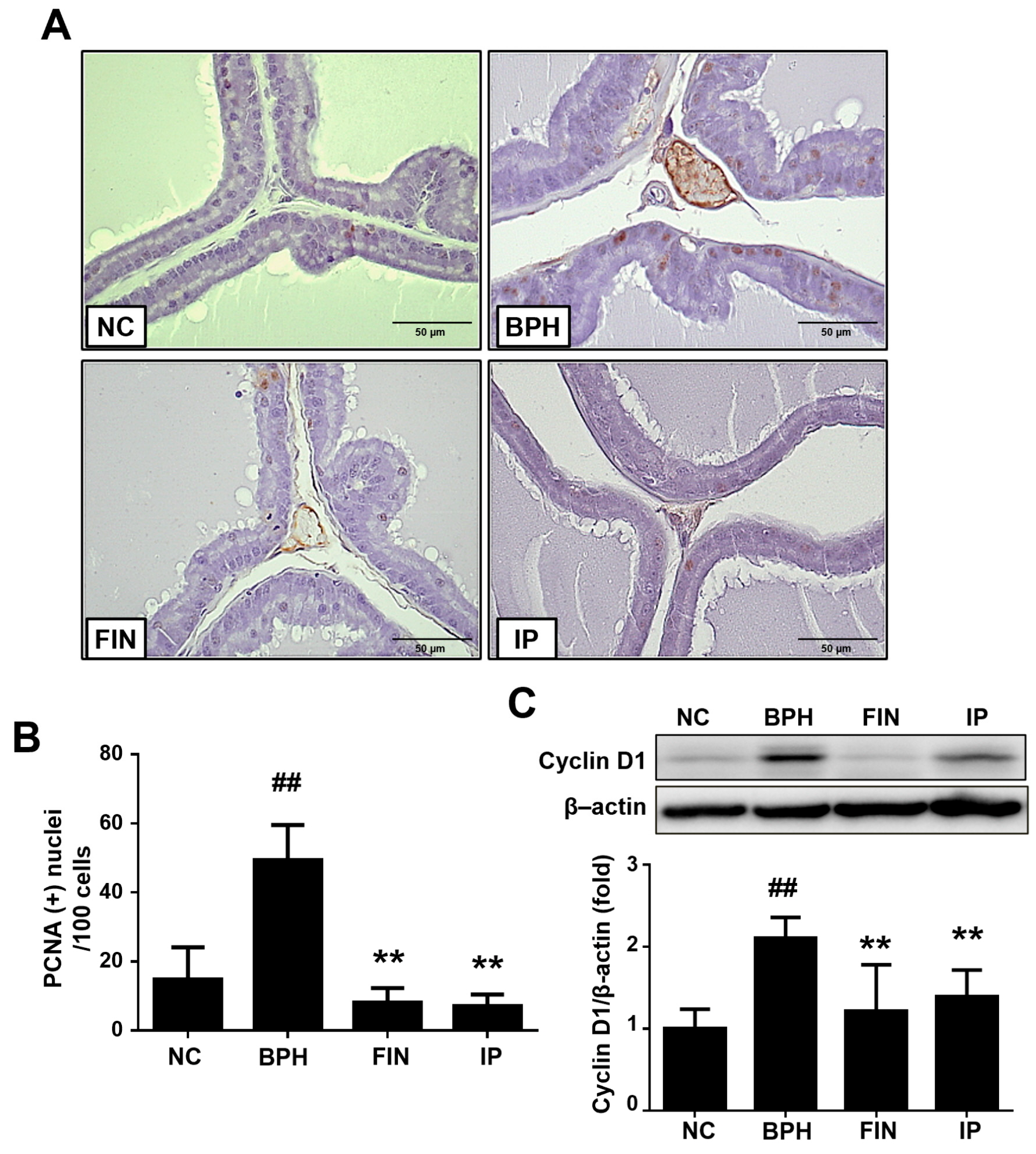 Pharmaceuticals 17 01032 g004