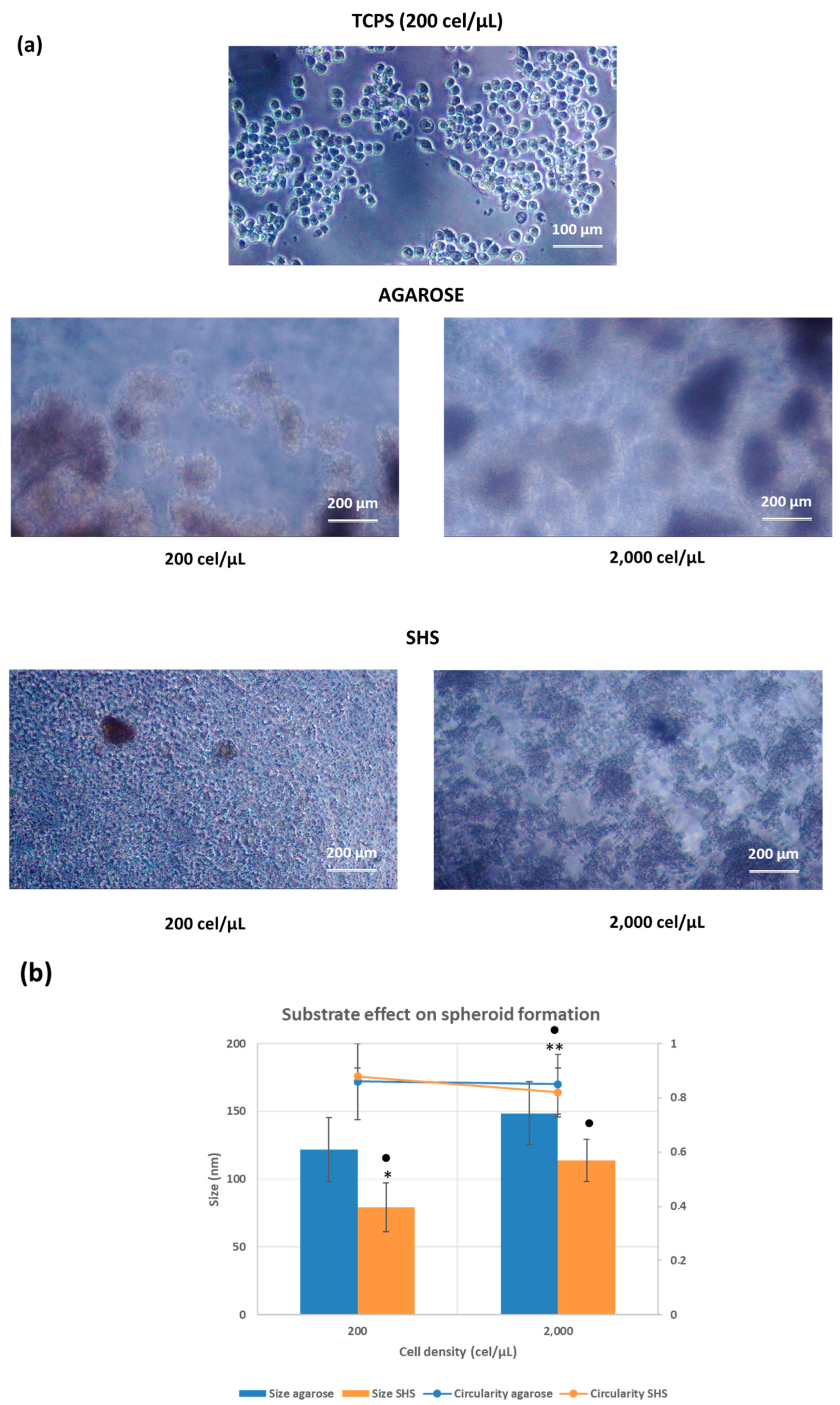 Pharmaceuticals 17 01042 g002