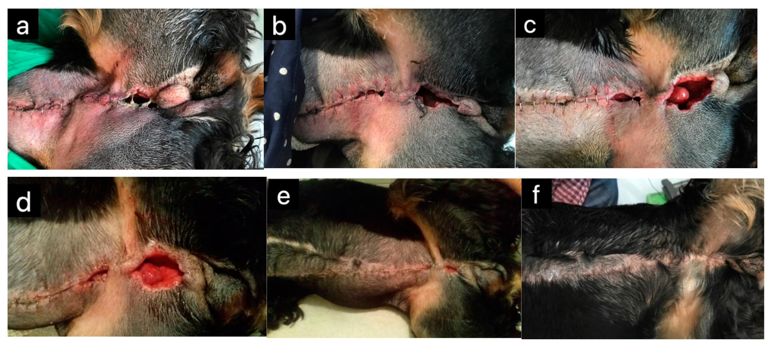 Pharmaceuticals 17 01050 g002