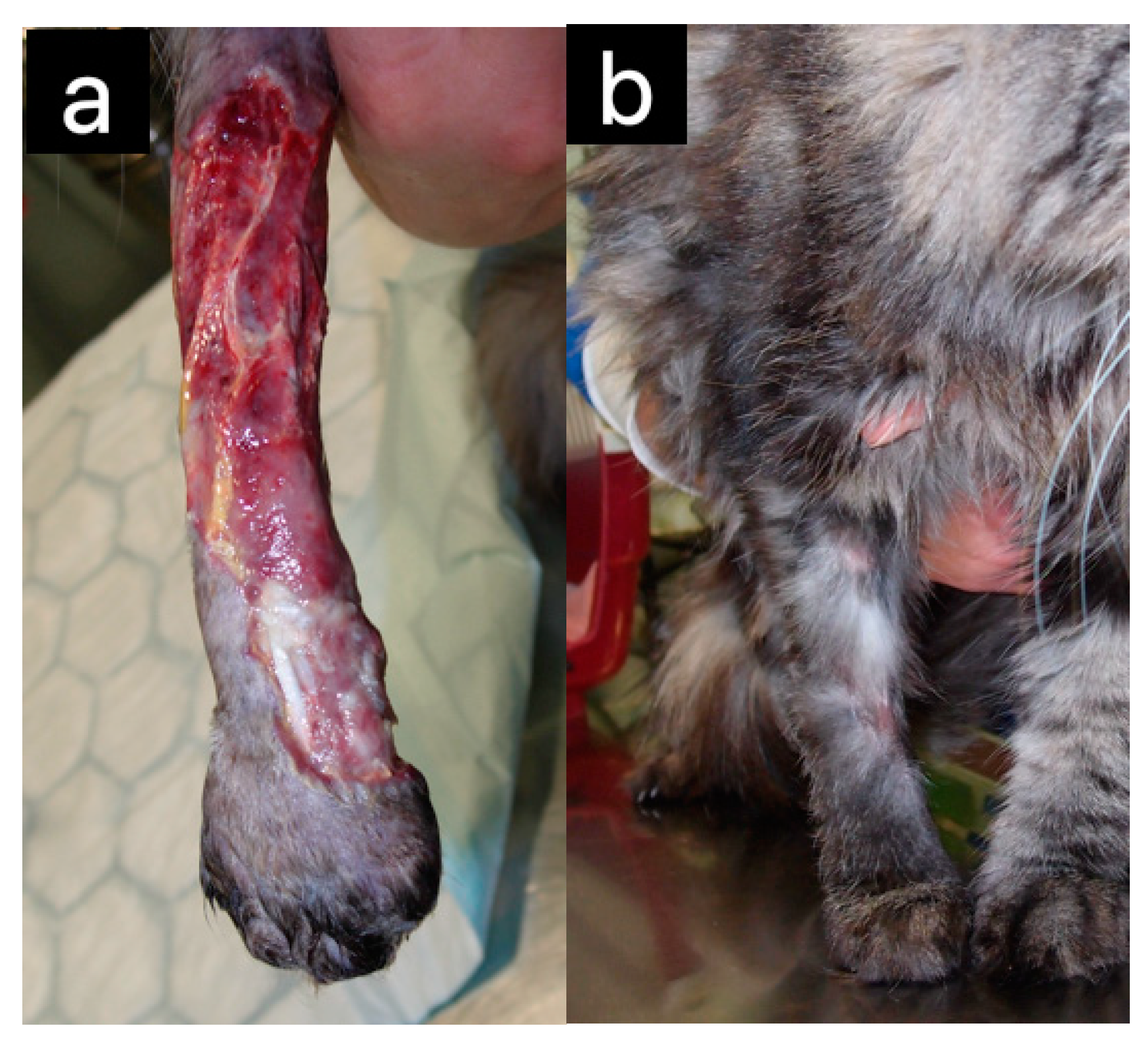 Pharmaceuticals 17 01050 g003