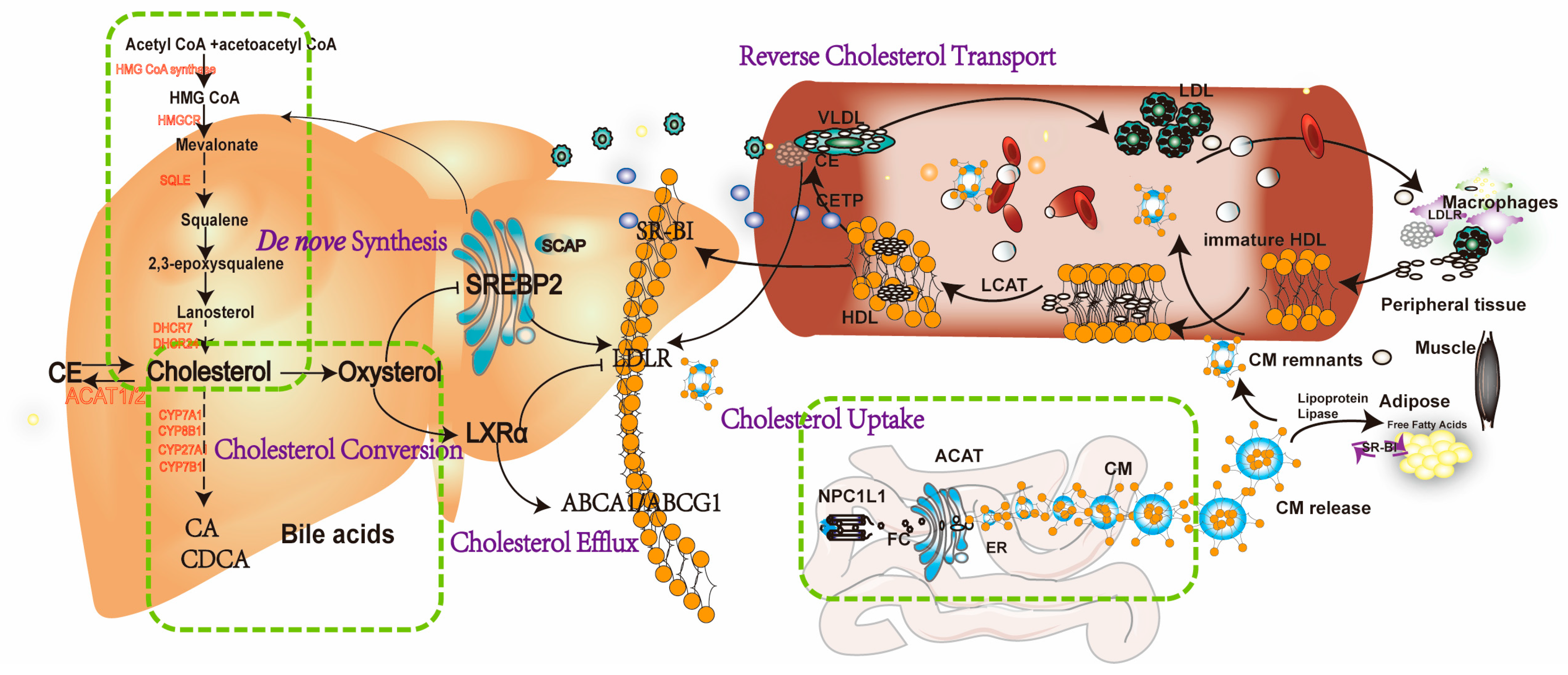 Pharmaceuticals 17 01073 g001
