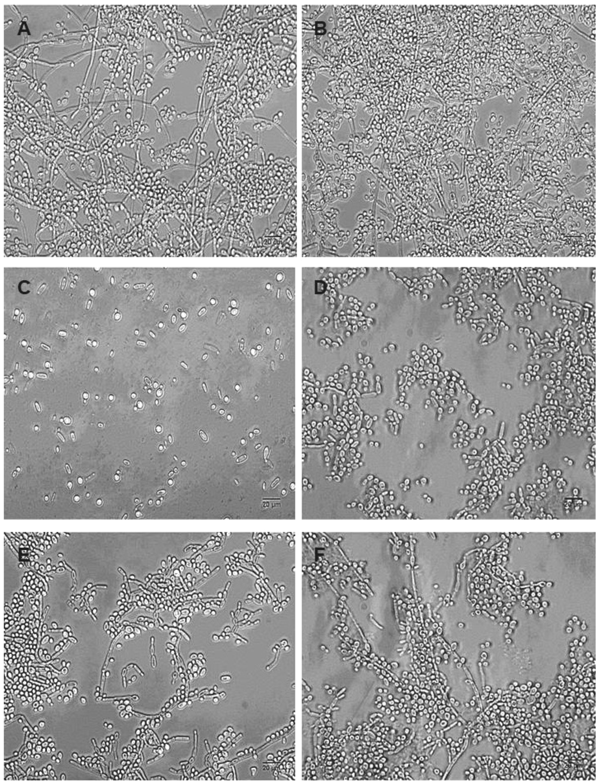 Pharmaceuticals 17 01078 g003 Pharmaceuticals 17 01078 g003