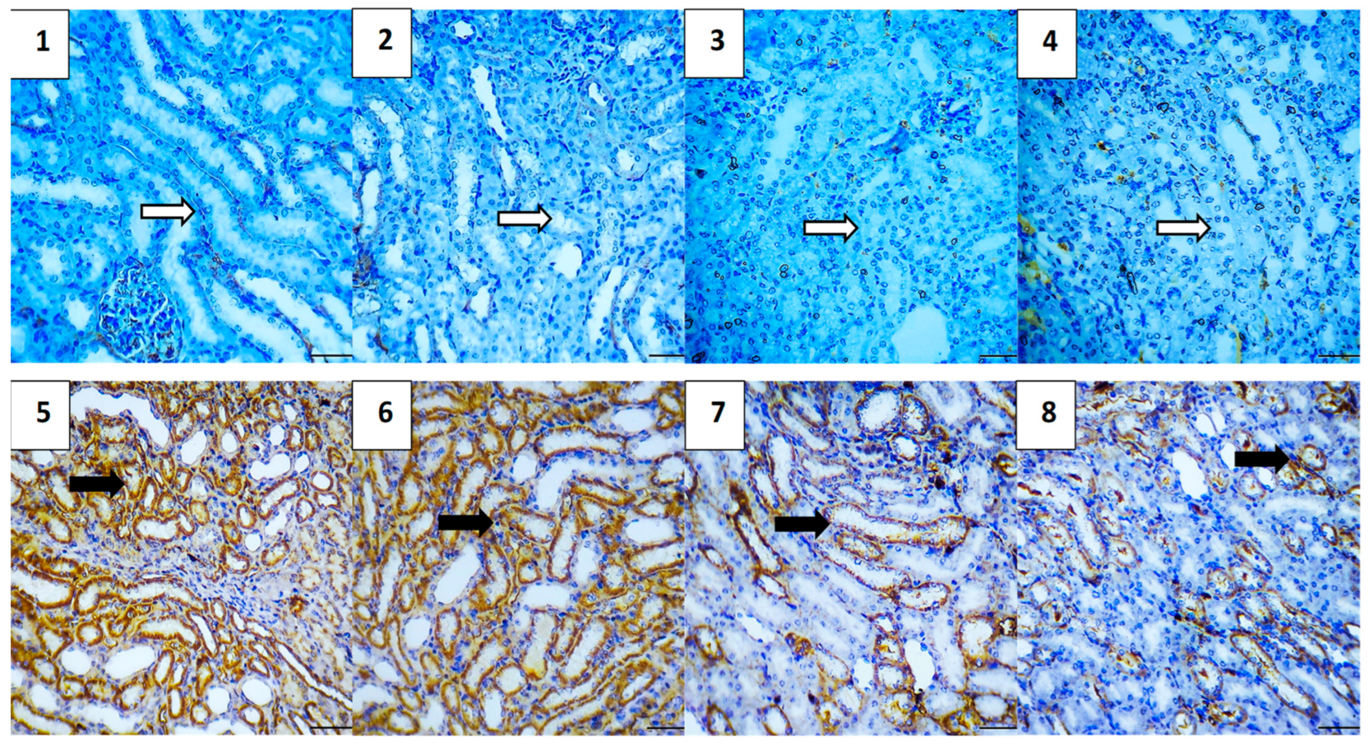 Pharmaceuticals 17 01144 g011