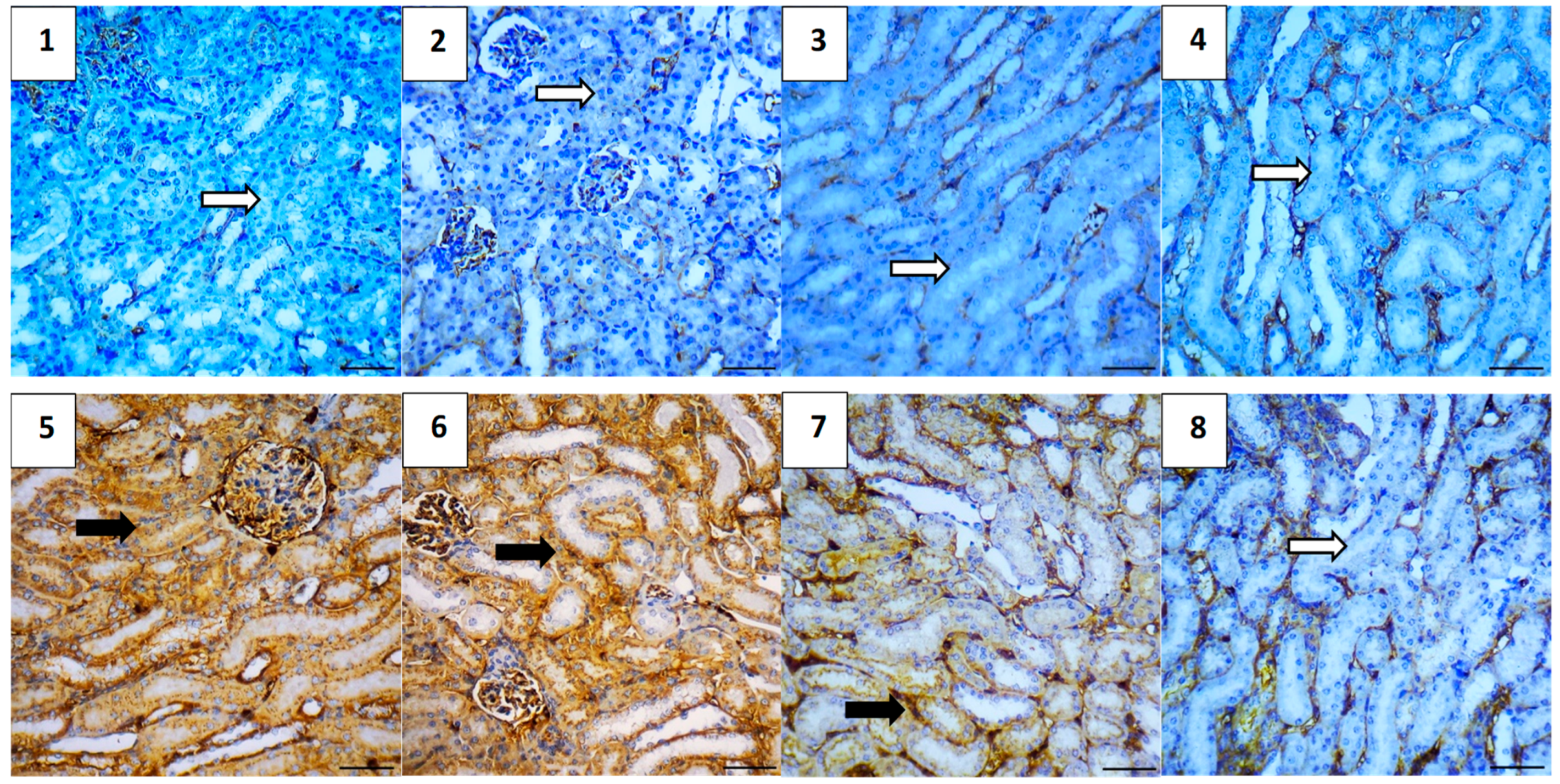Pharmaceuticals 17 01144 g014
