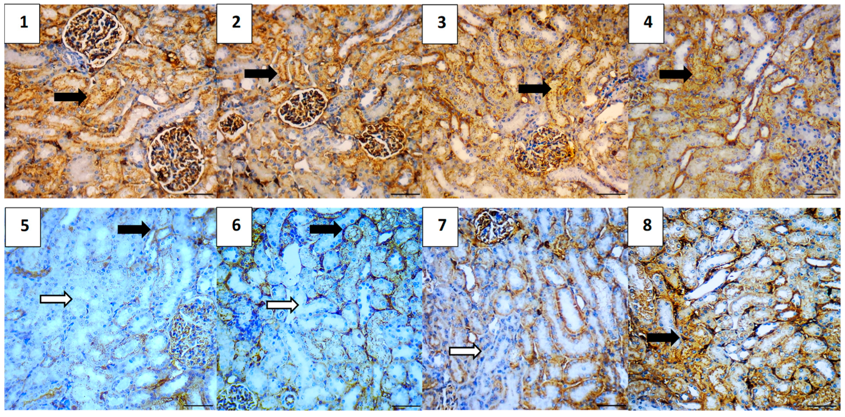 Pharmaceuticals 17 01144 g015