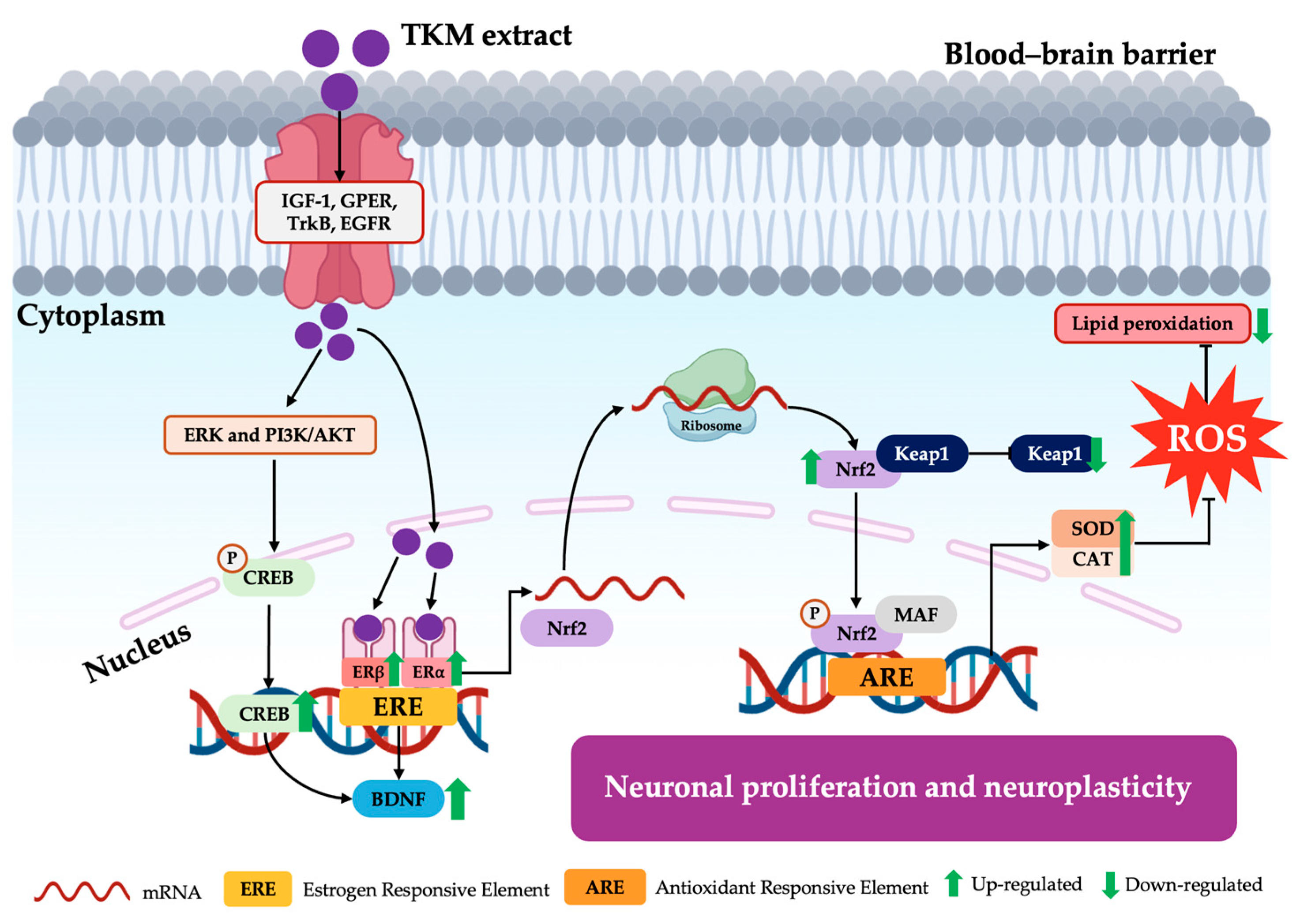 Pharmaceuticals 17 01182 g008