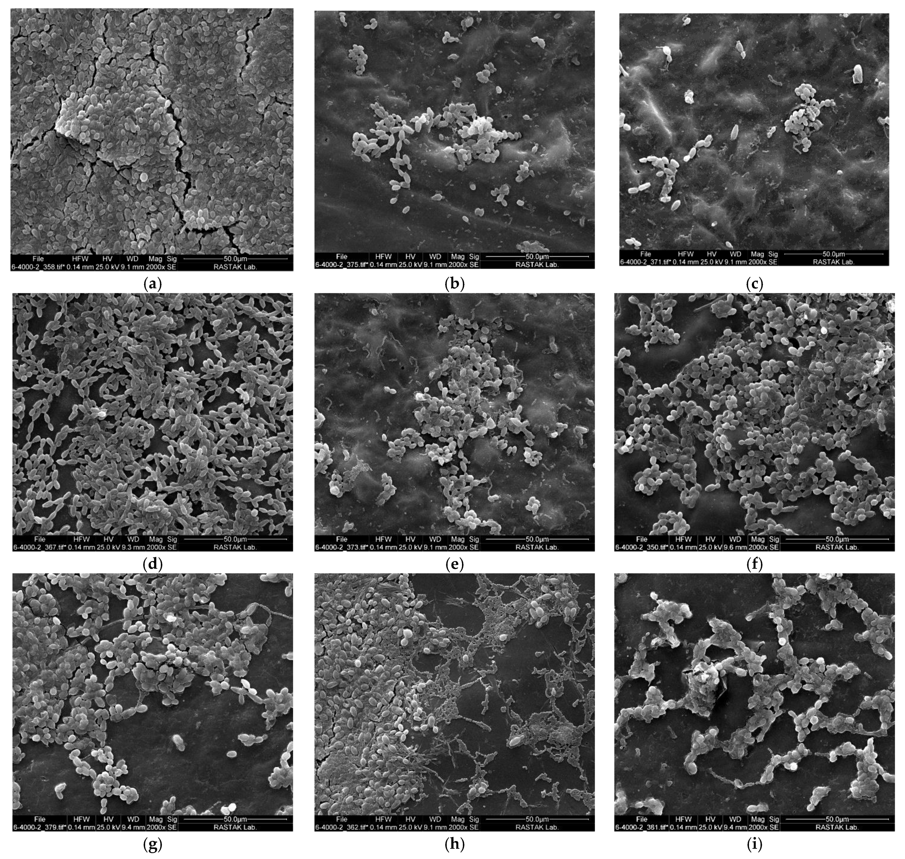 Pharmaceuticals 17 01232 g003