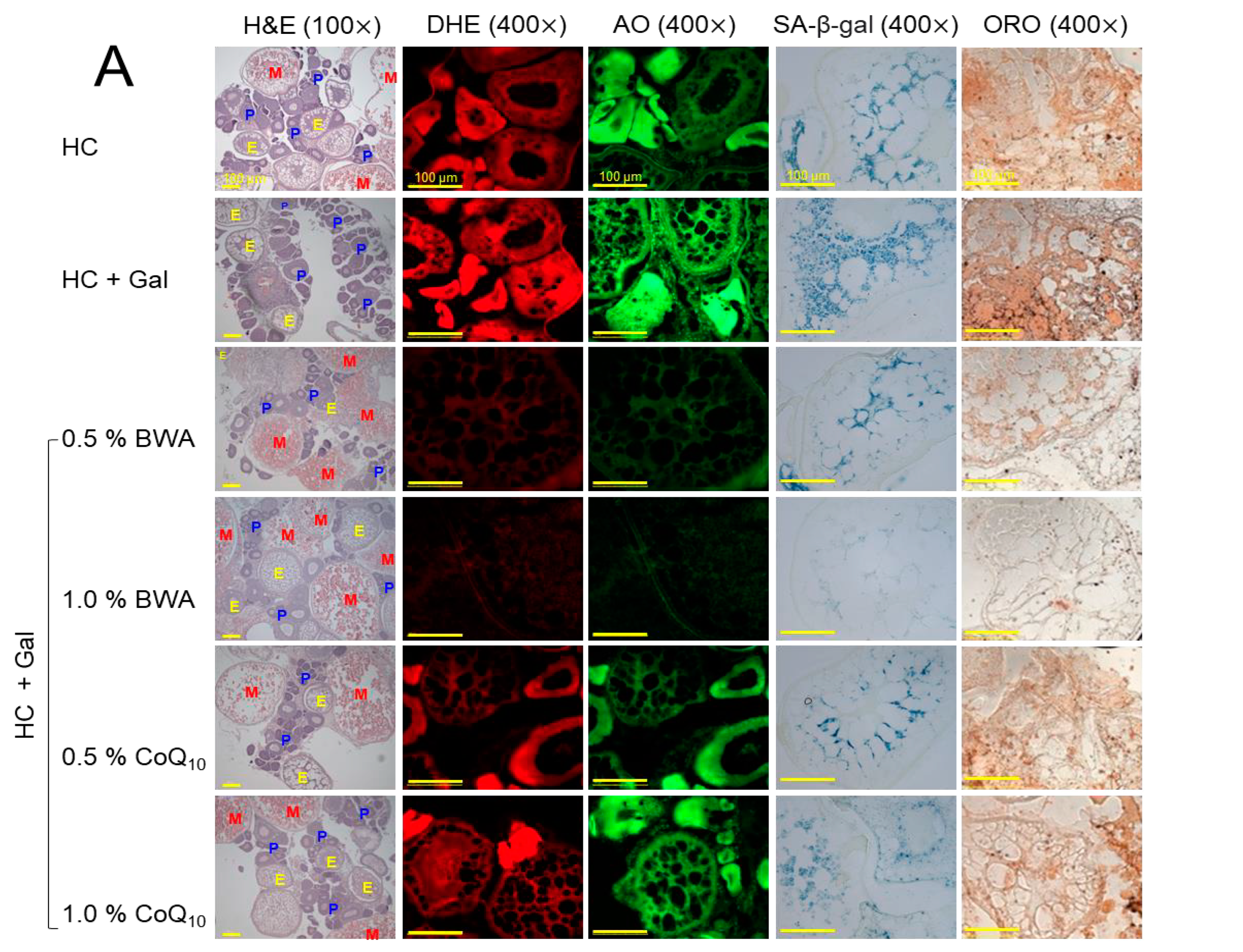 Pharmaceuticals 17 01250 g008a
