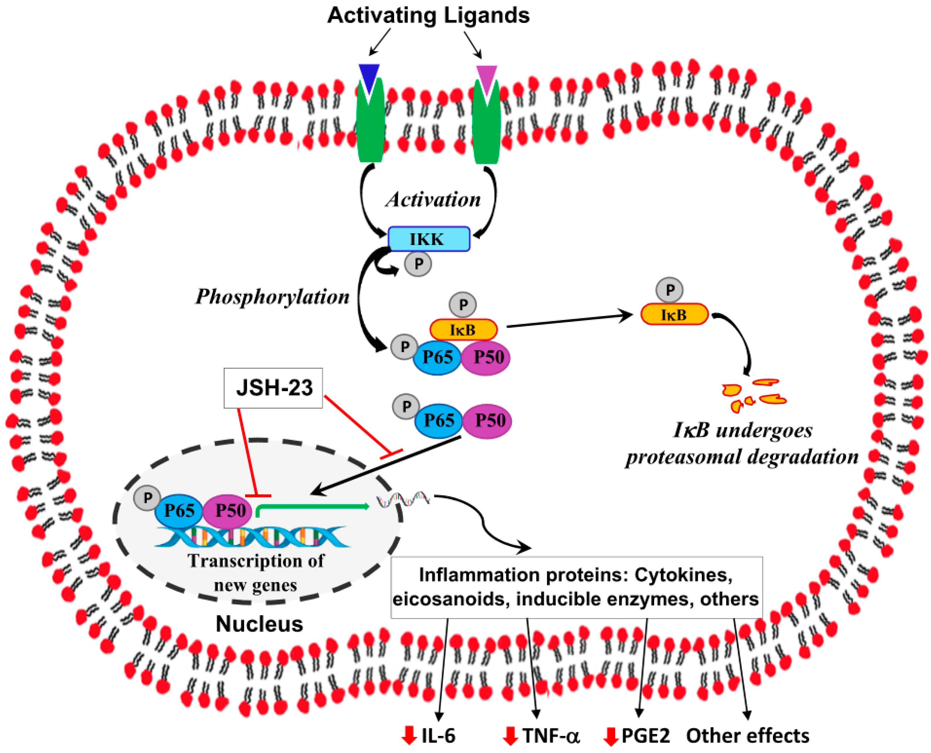 Pharmaceuticals 17 01271 g001