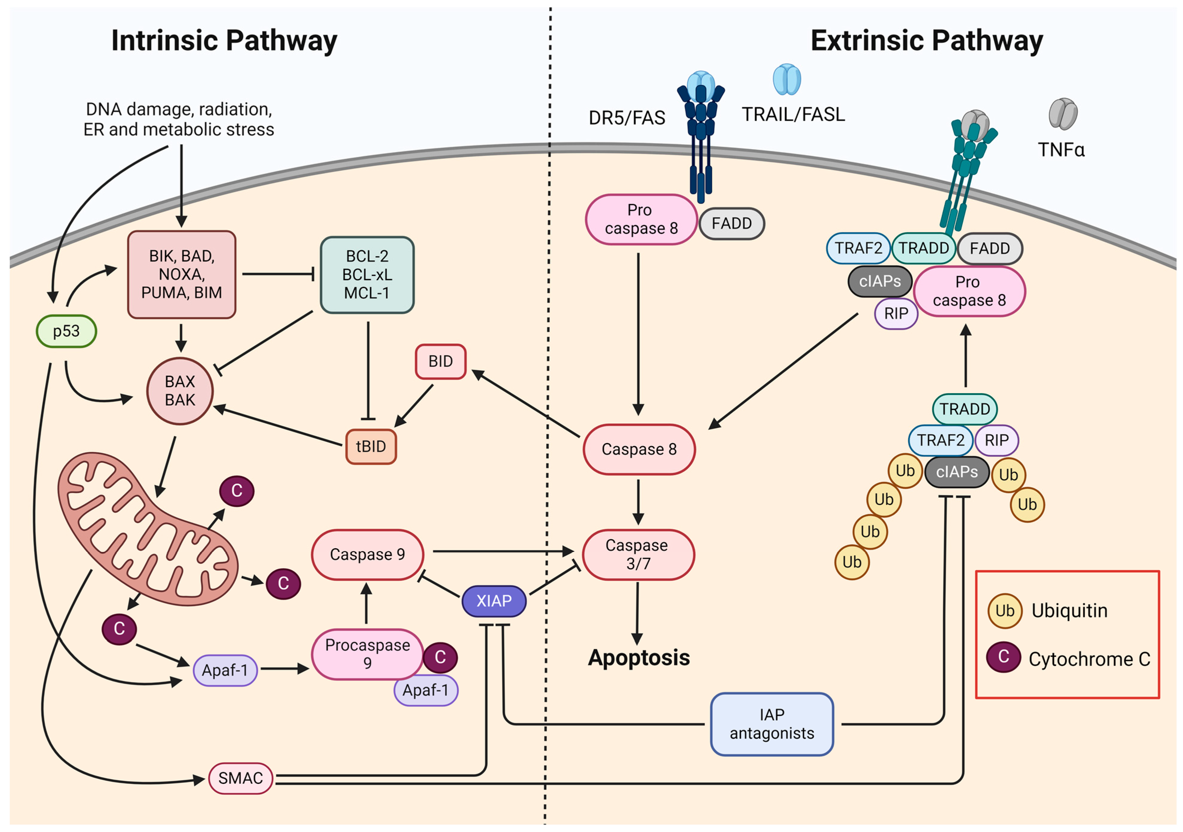 Pharmaceuticals 17 01308 g002 Pharmaceuticals 17 01308 g002