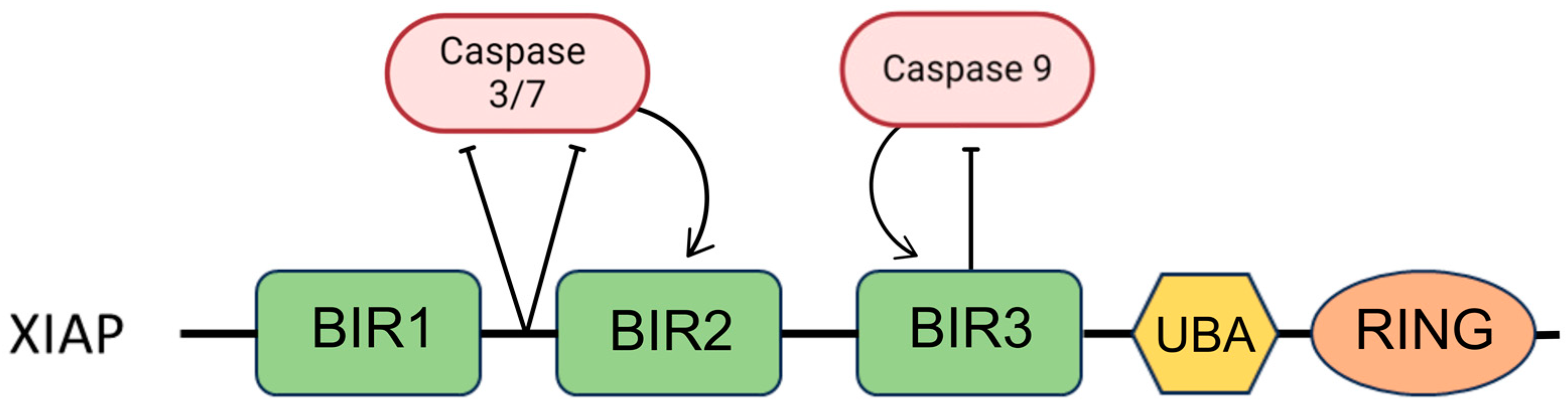Pharmaceuticals 17 01308 g004 Pharmaceuticals 17 01308 g004