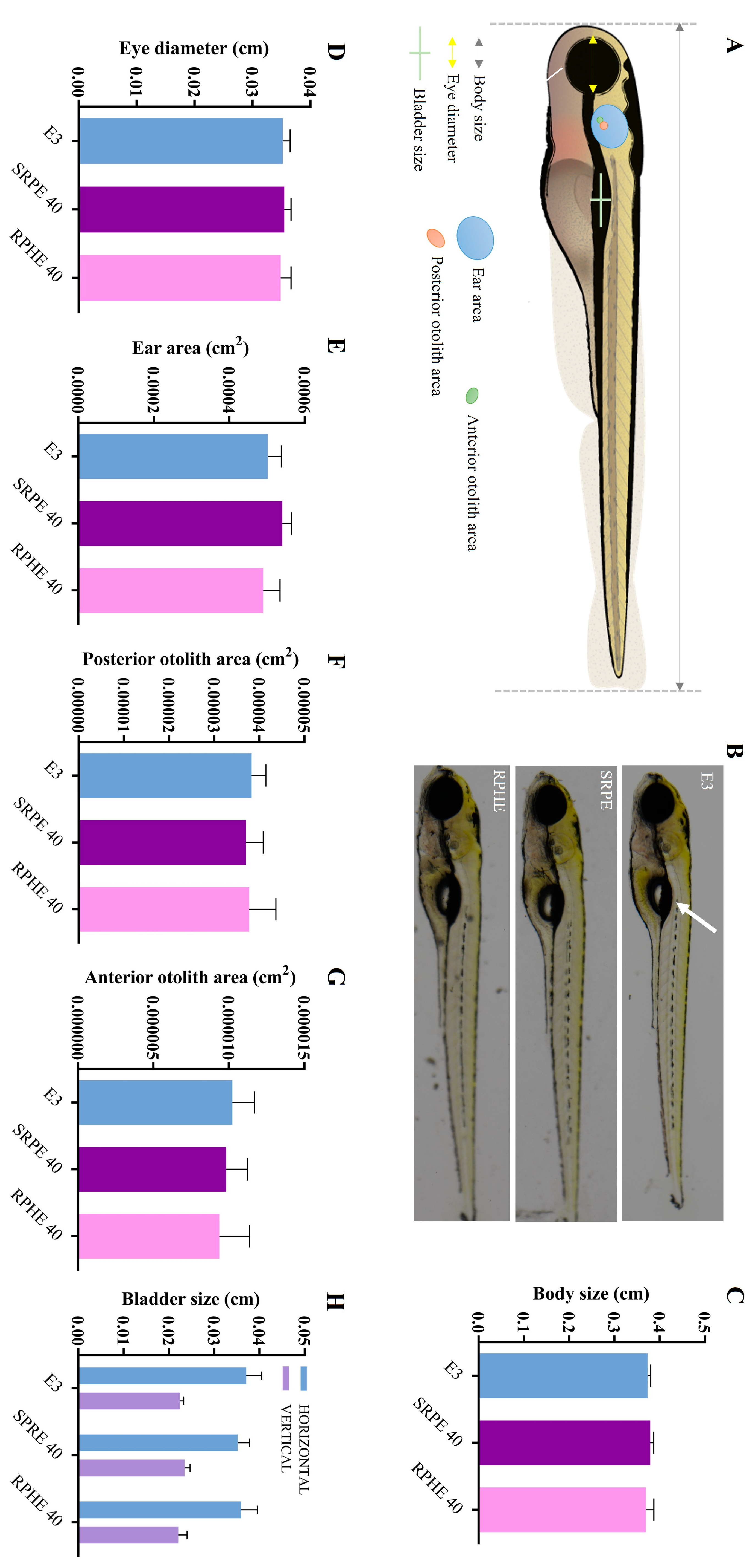 Pharmaceuticals 17 01340 g004 Pharmaceuticals 17 01340 g004