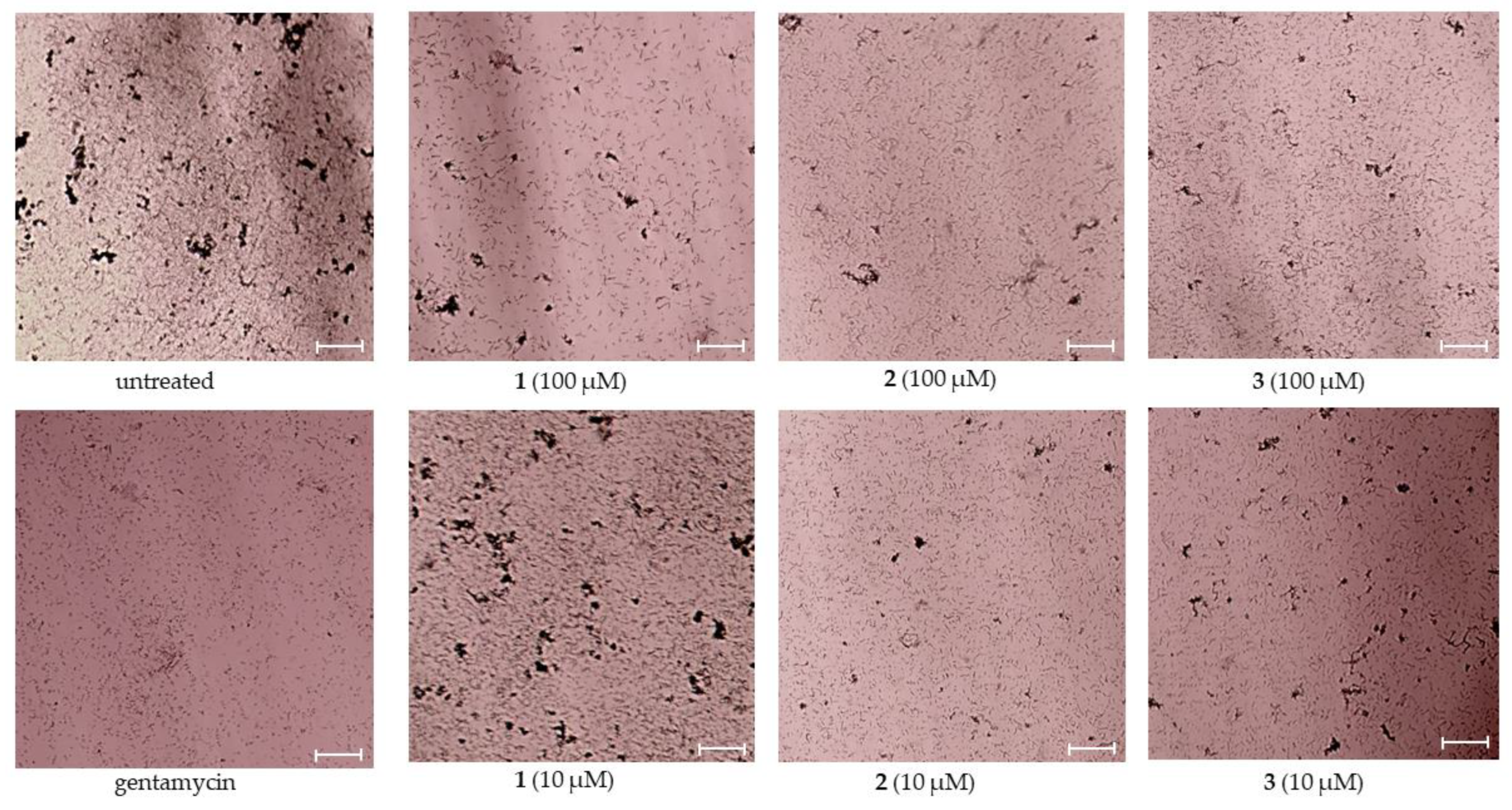 Pharmaceuticals 17 01345 g003