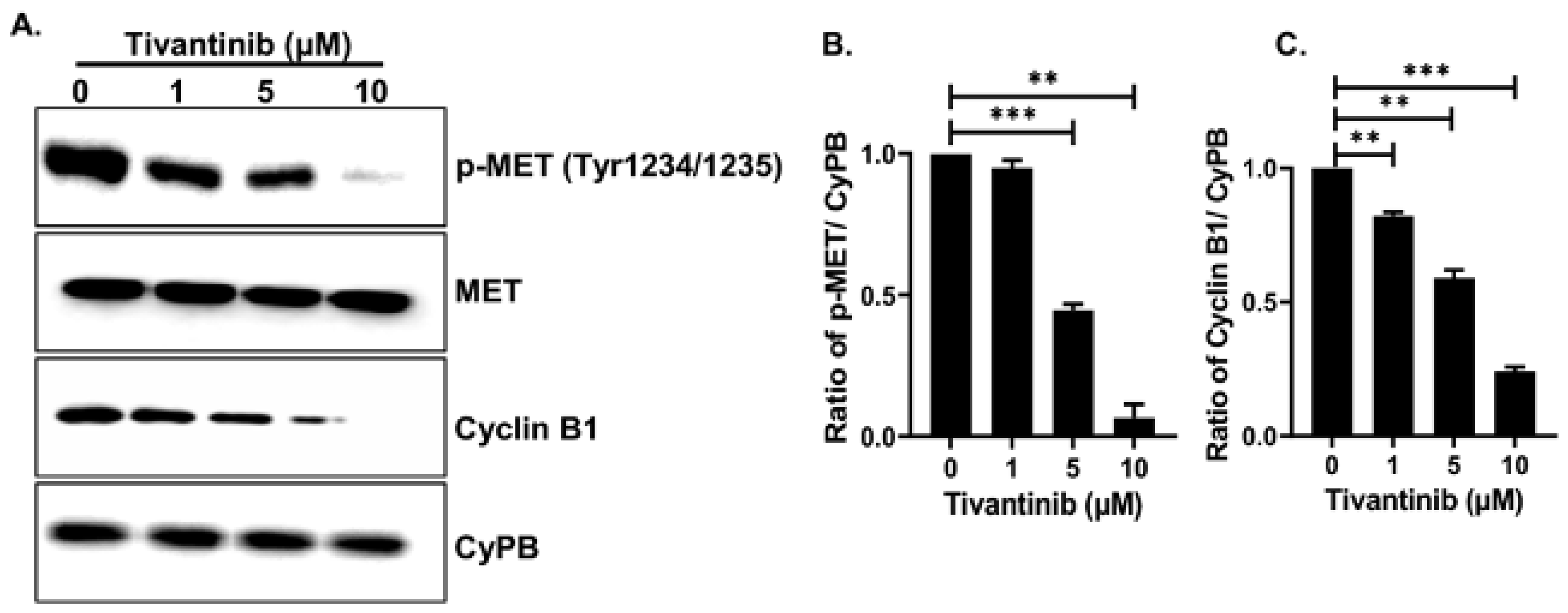 Pharmaceuticals 17 01350 g009 Pharmaceuticals 17 01350 g009