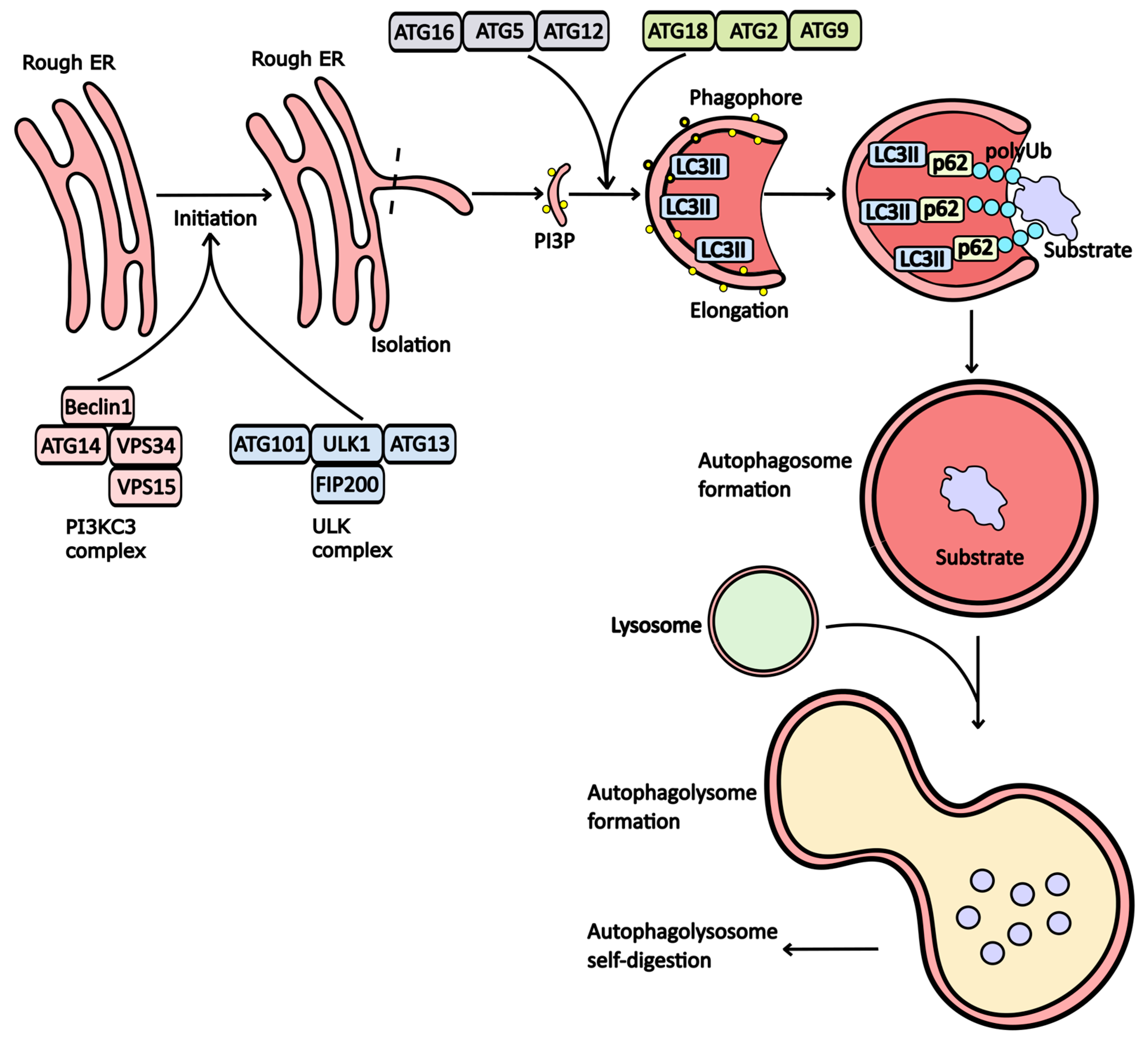 Pharmaceuticals 17 01355 g001