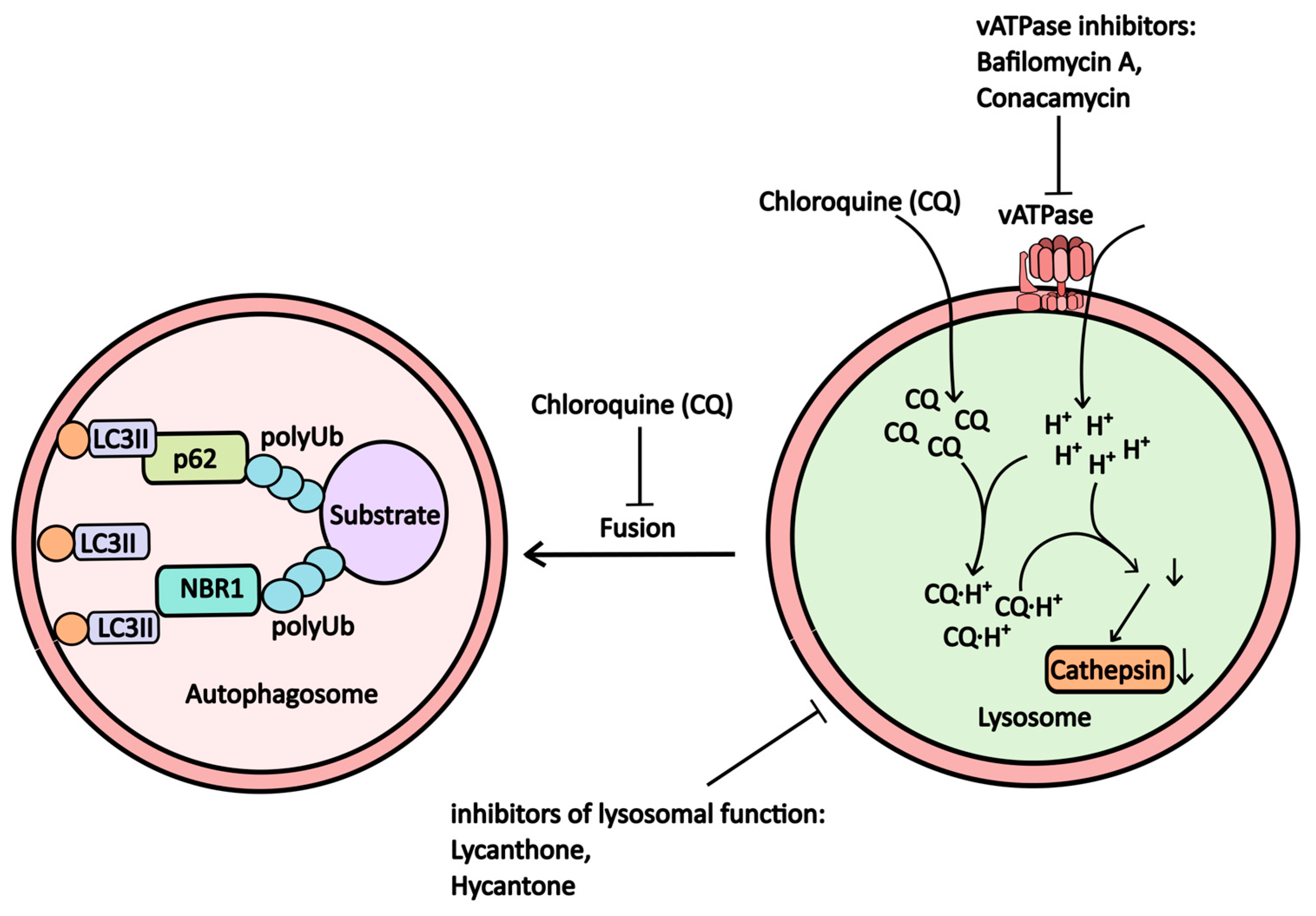Pharmaceuticals 17 01355 g003