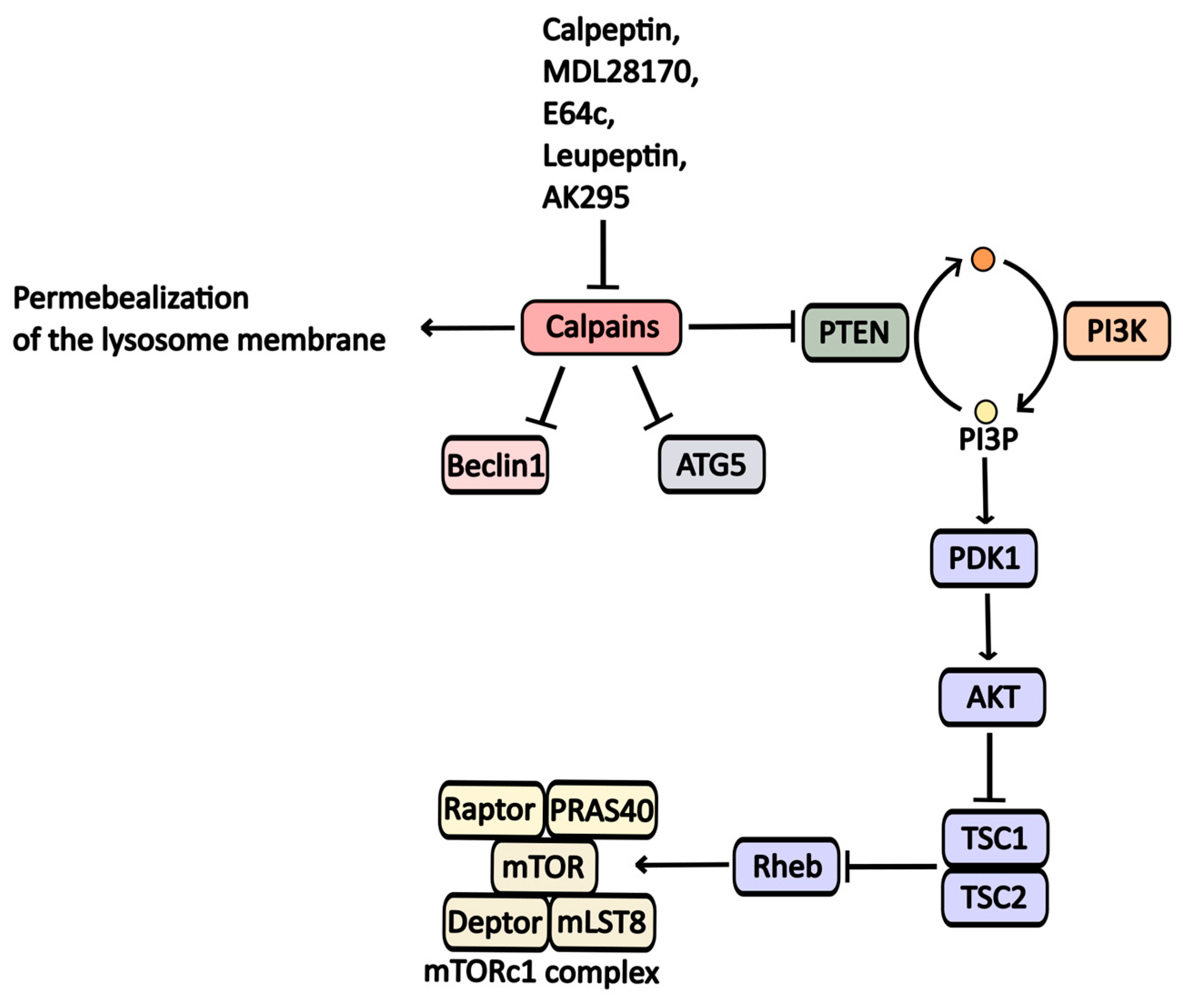 Pharmaceuticals 17 01355 g005