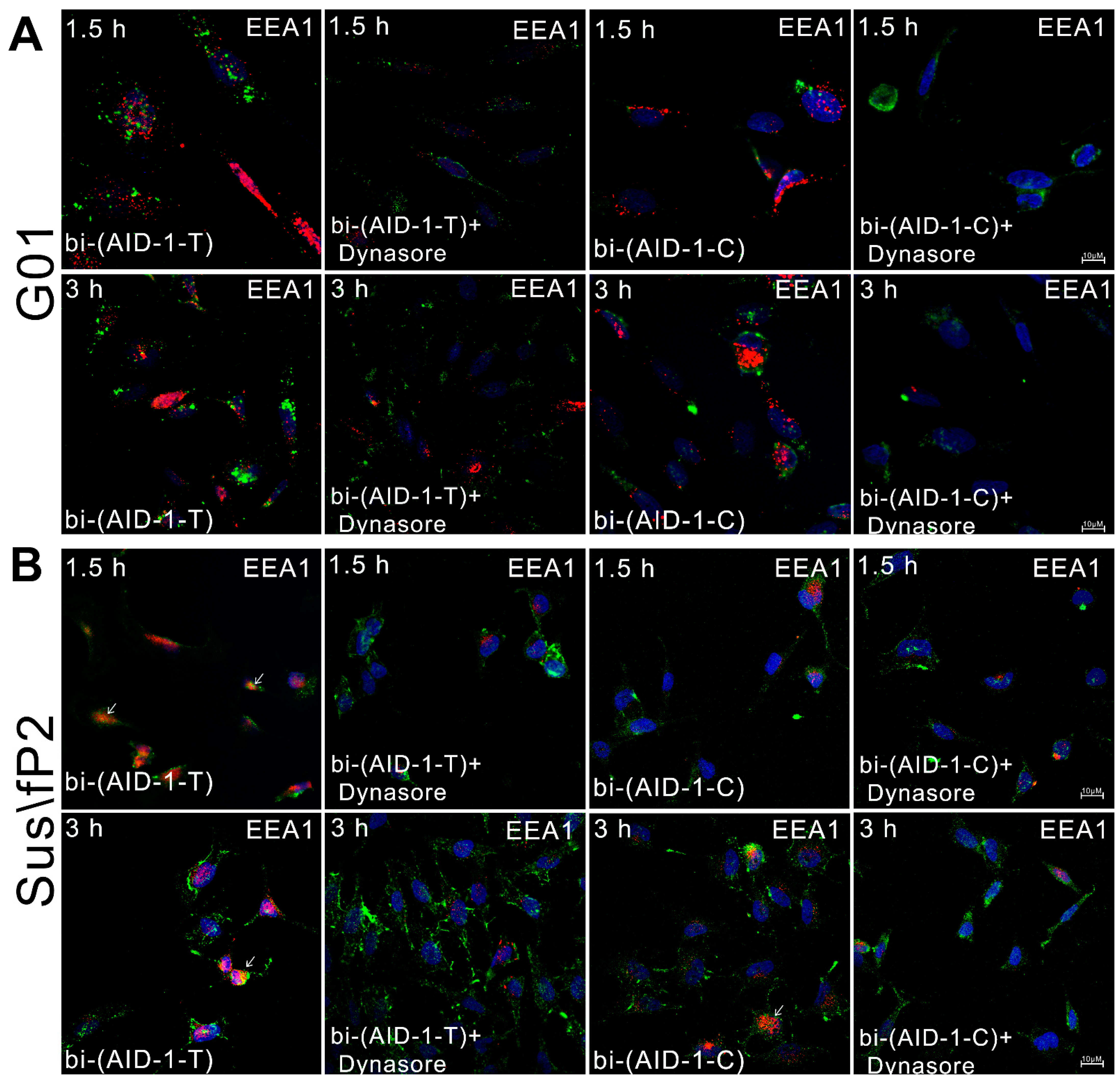 Pharmaceuticals 17 01435 g004
