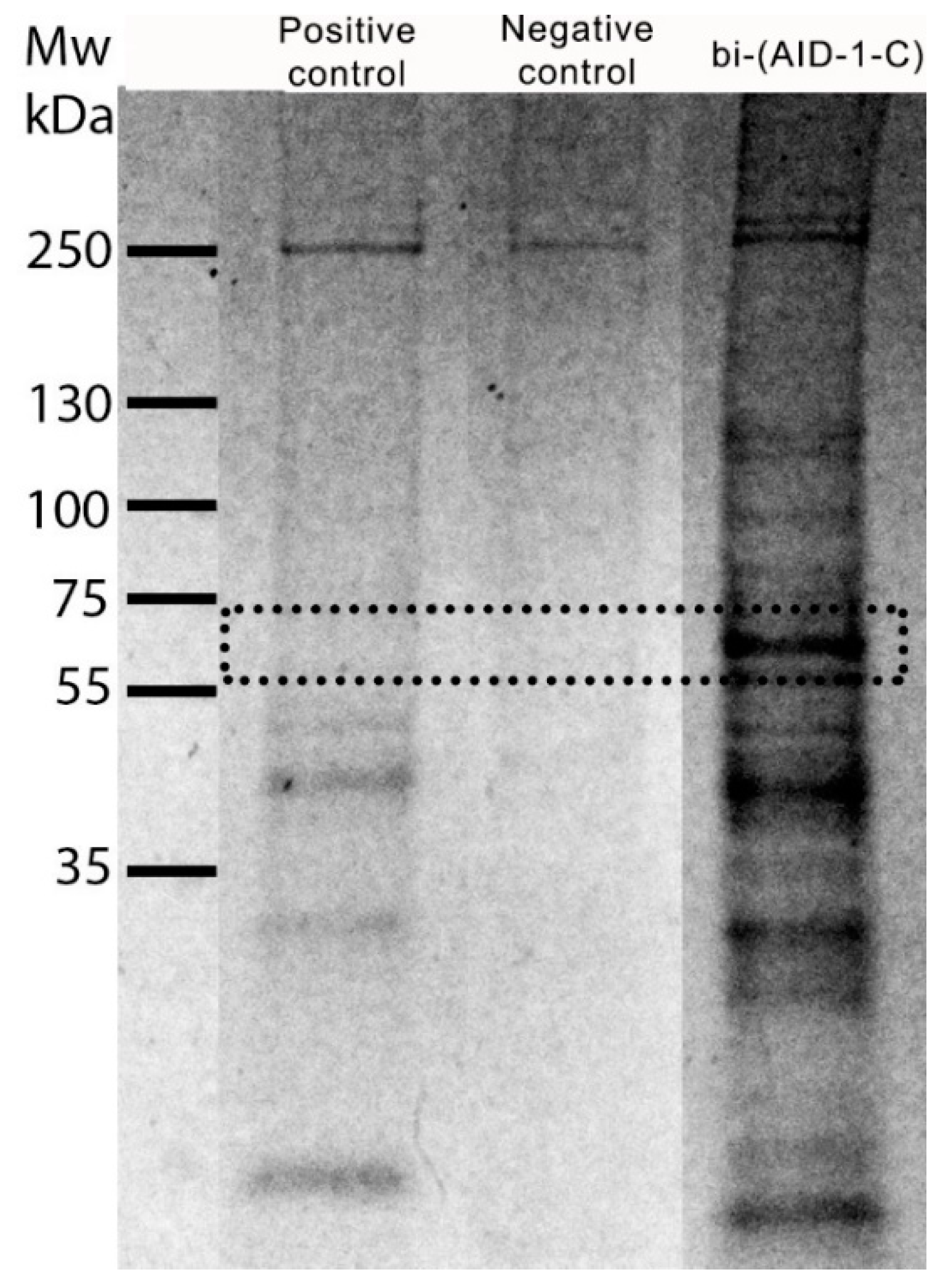 Pharmaceuticals 17 01435 g006