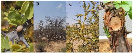 The Genus Commiphora: An Overview of Its Traditional Uses ...