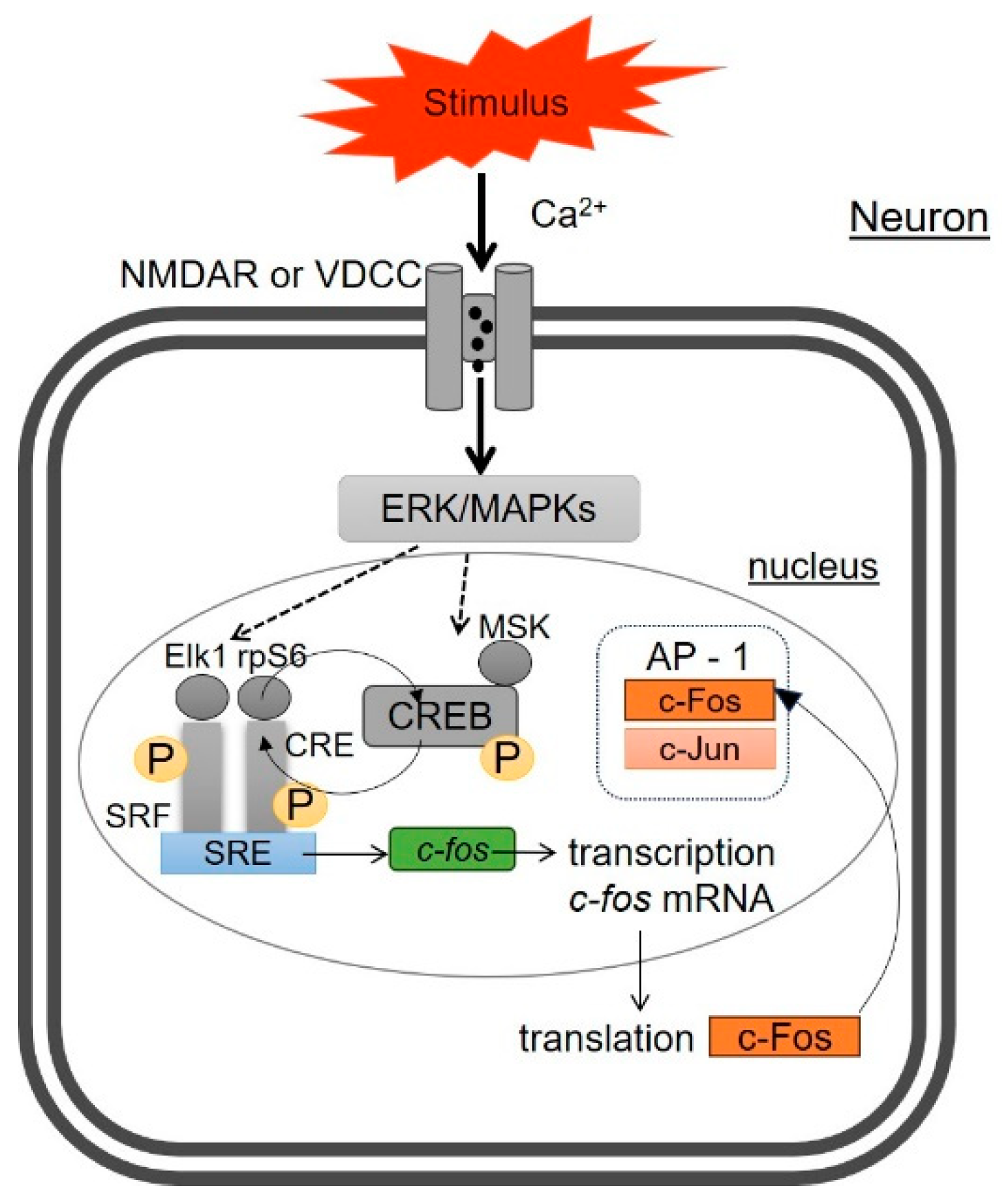 Pharmaceuticals 17 01527 g001