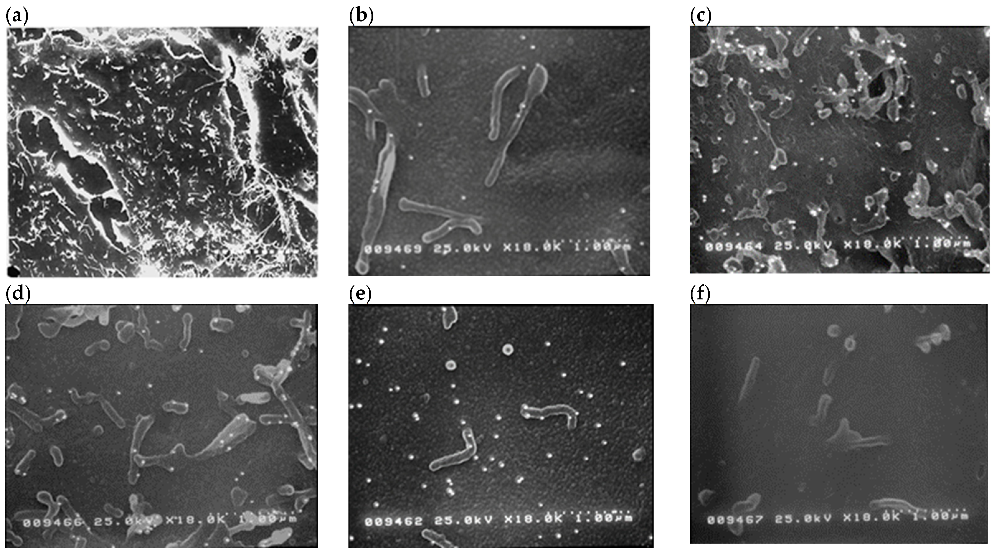 Pharmaceuticals 17 01554 g001 Pharmaceuticals 17 01554 g001