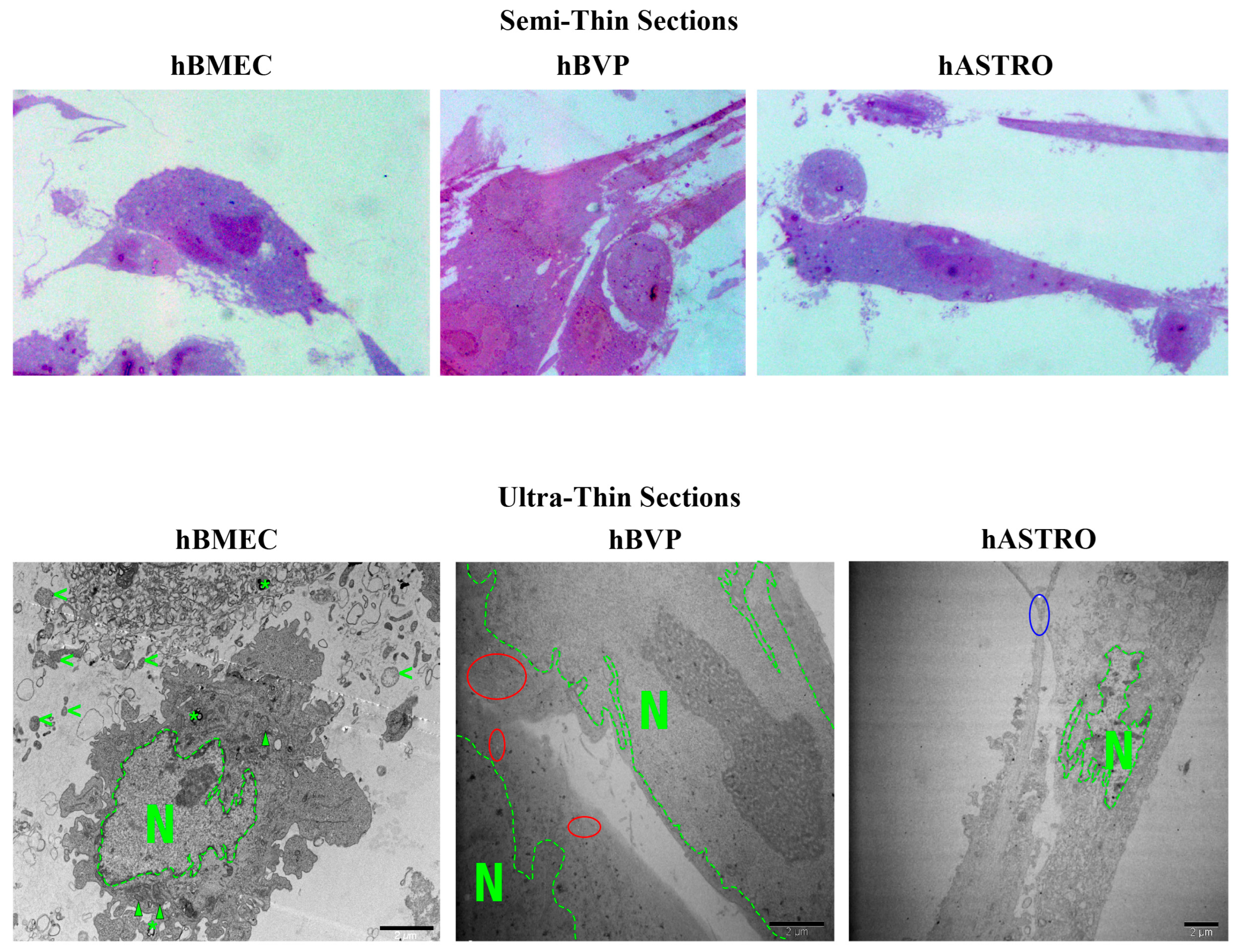 Pharmaceuticals 17 01567 g008