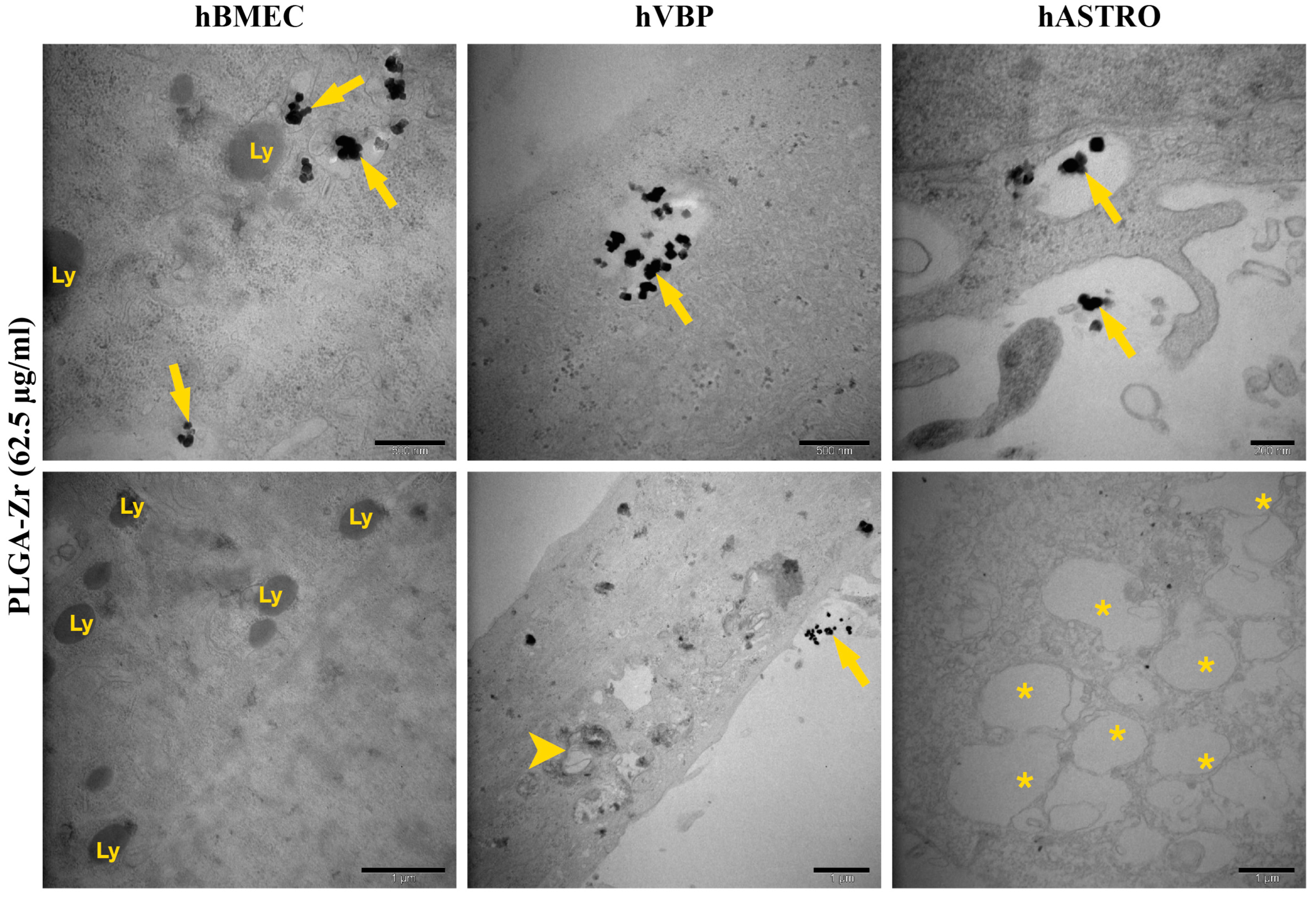 Pharmaceuticals 17 01567 g009