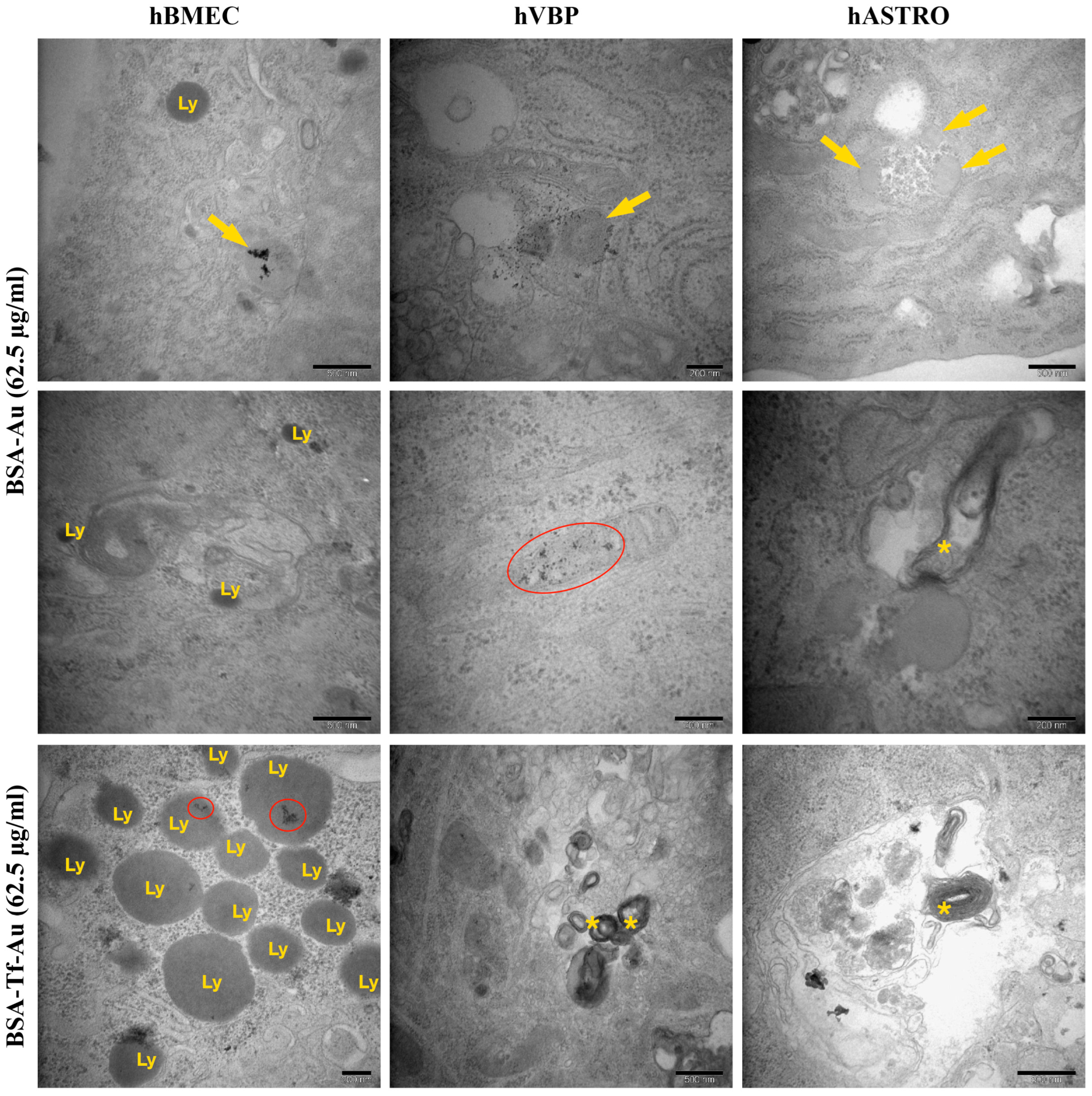 Pharmaceuticals 17 01567 g010