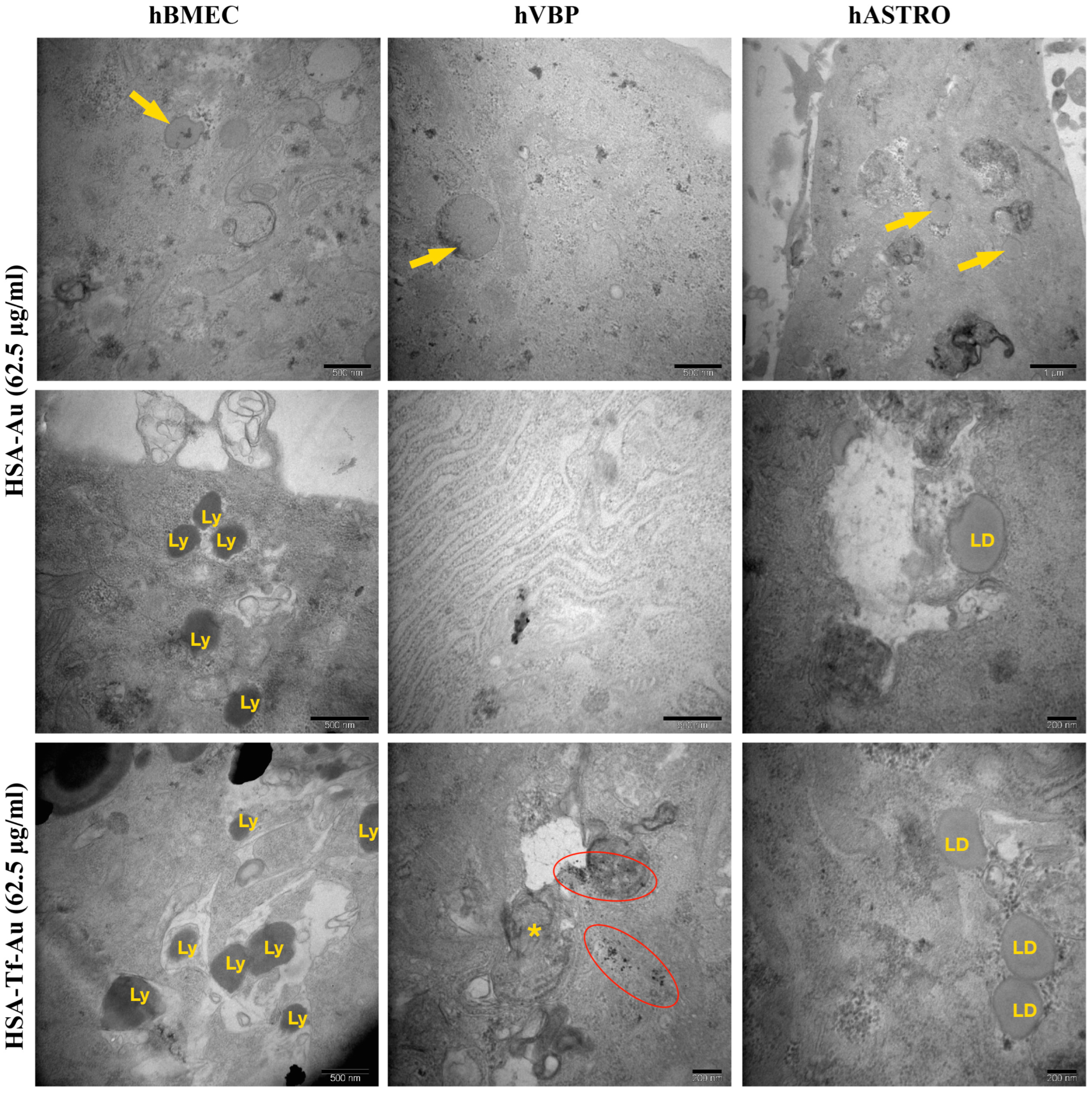 Pharmaceuticals 17 01567 g011