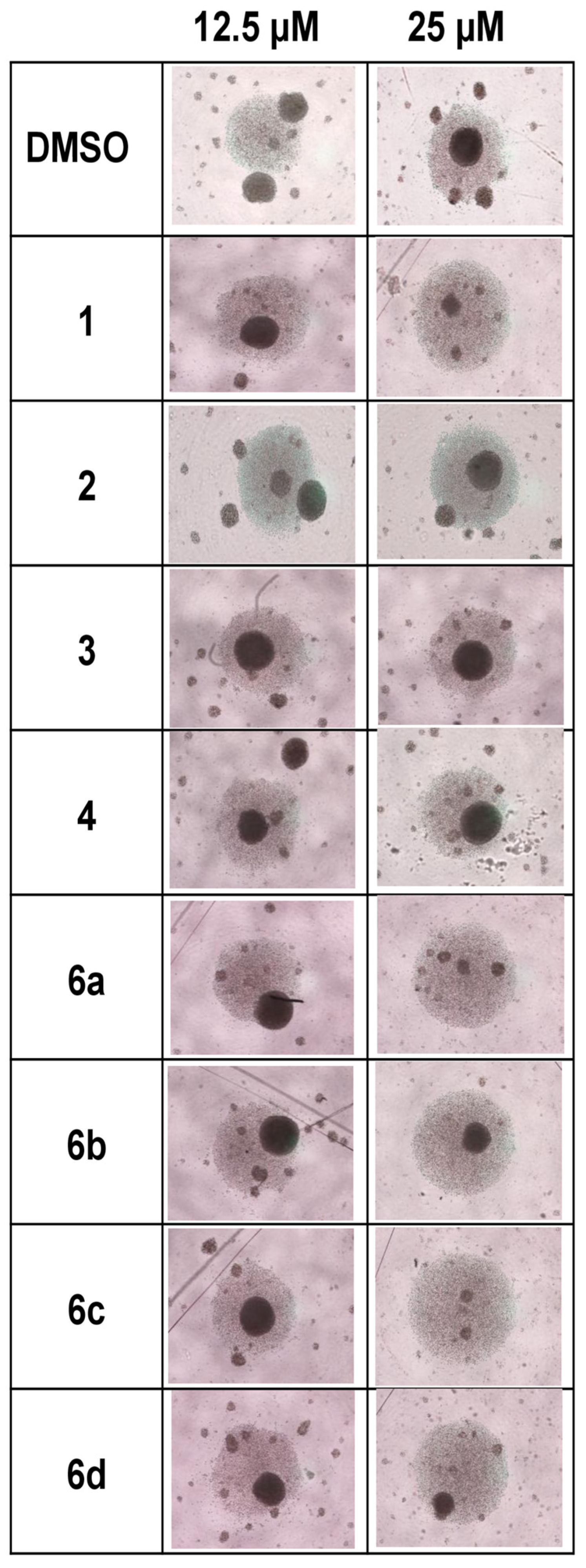 Pharmaceuticals 17 01650 g001