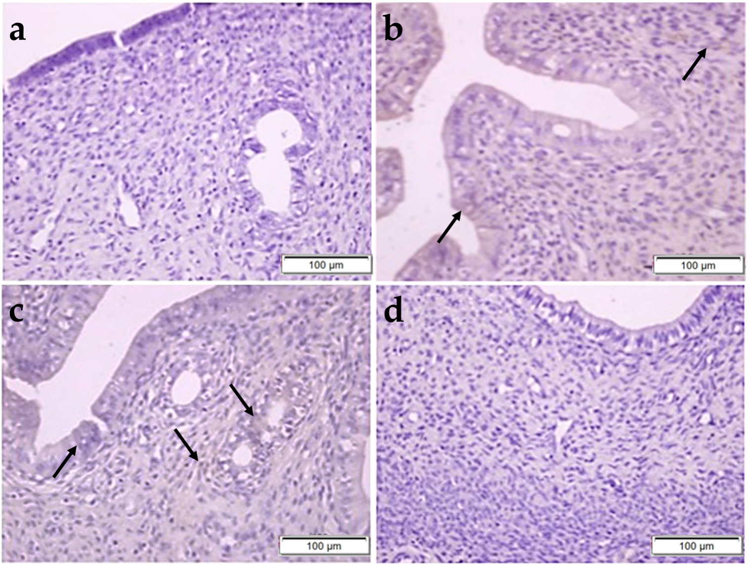 Pharmaceuticals 17 01716 g007
