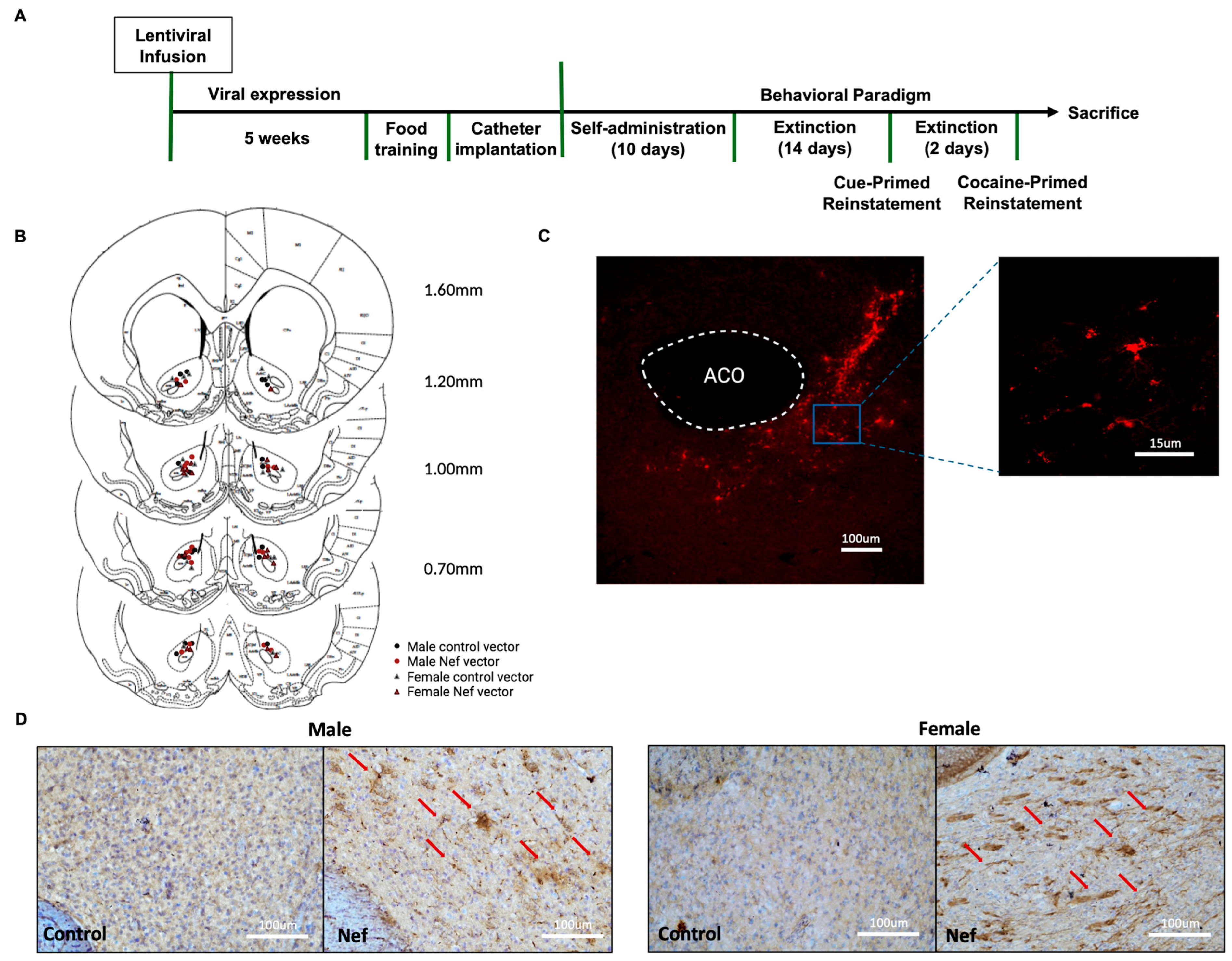 Pharmaceuticals 18 00040 g004 Pharmaceuticals 18 00040 g004