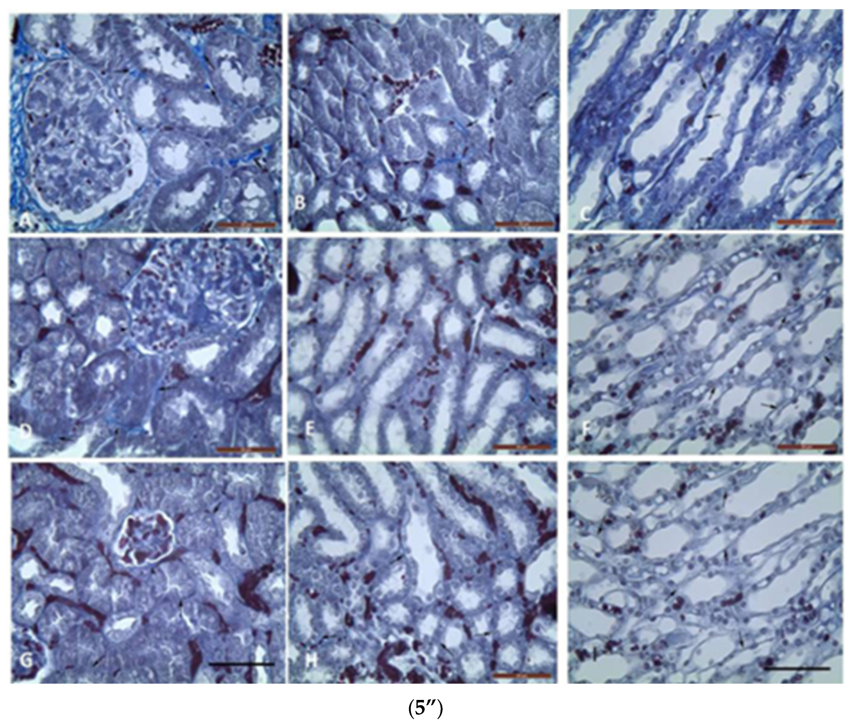 Pharmaceuticals 18 00085 g005b