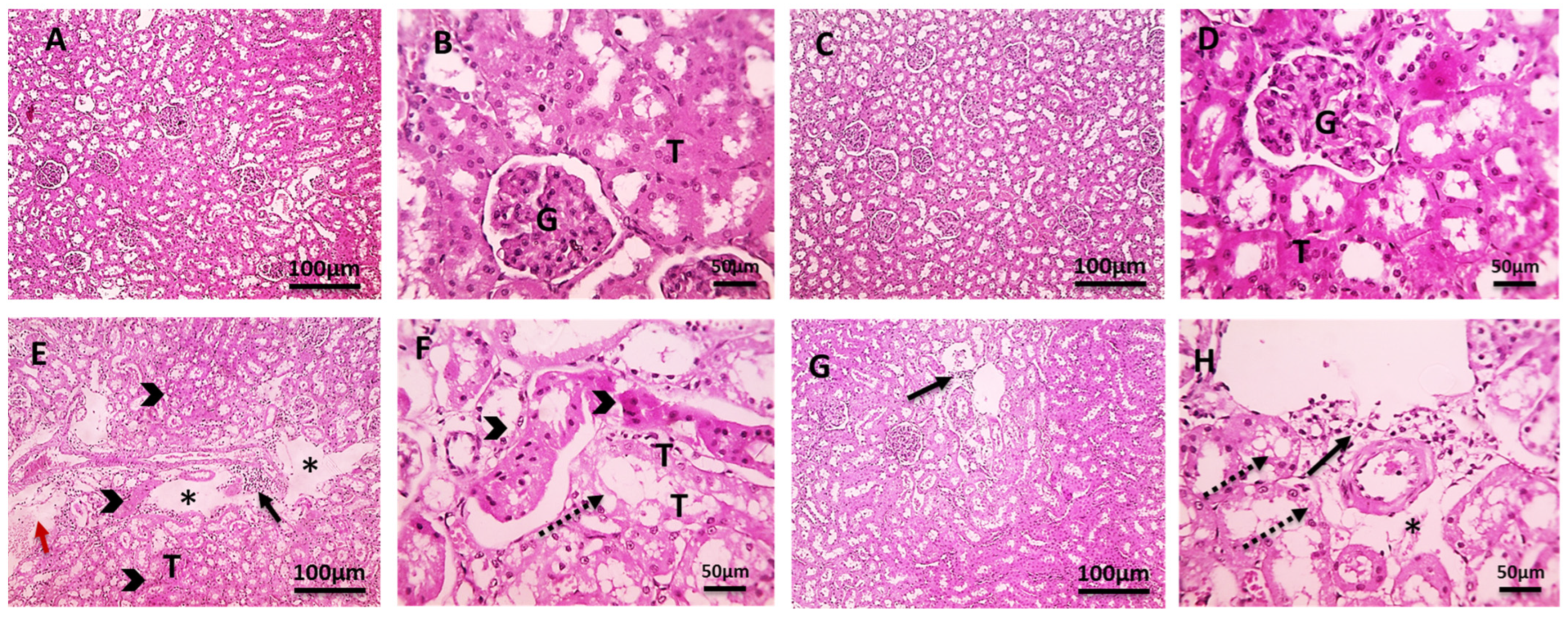 Pharmaceuticals 18 00094 g004