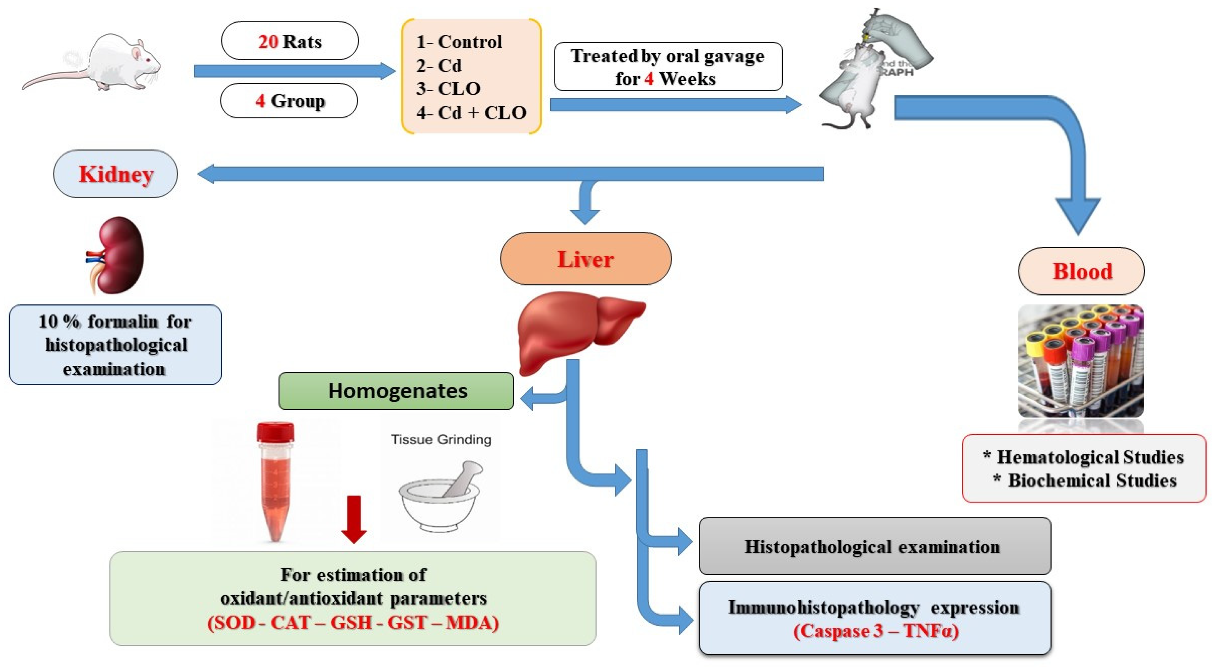 Pharmaceuticals 18 00094 g007