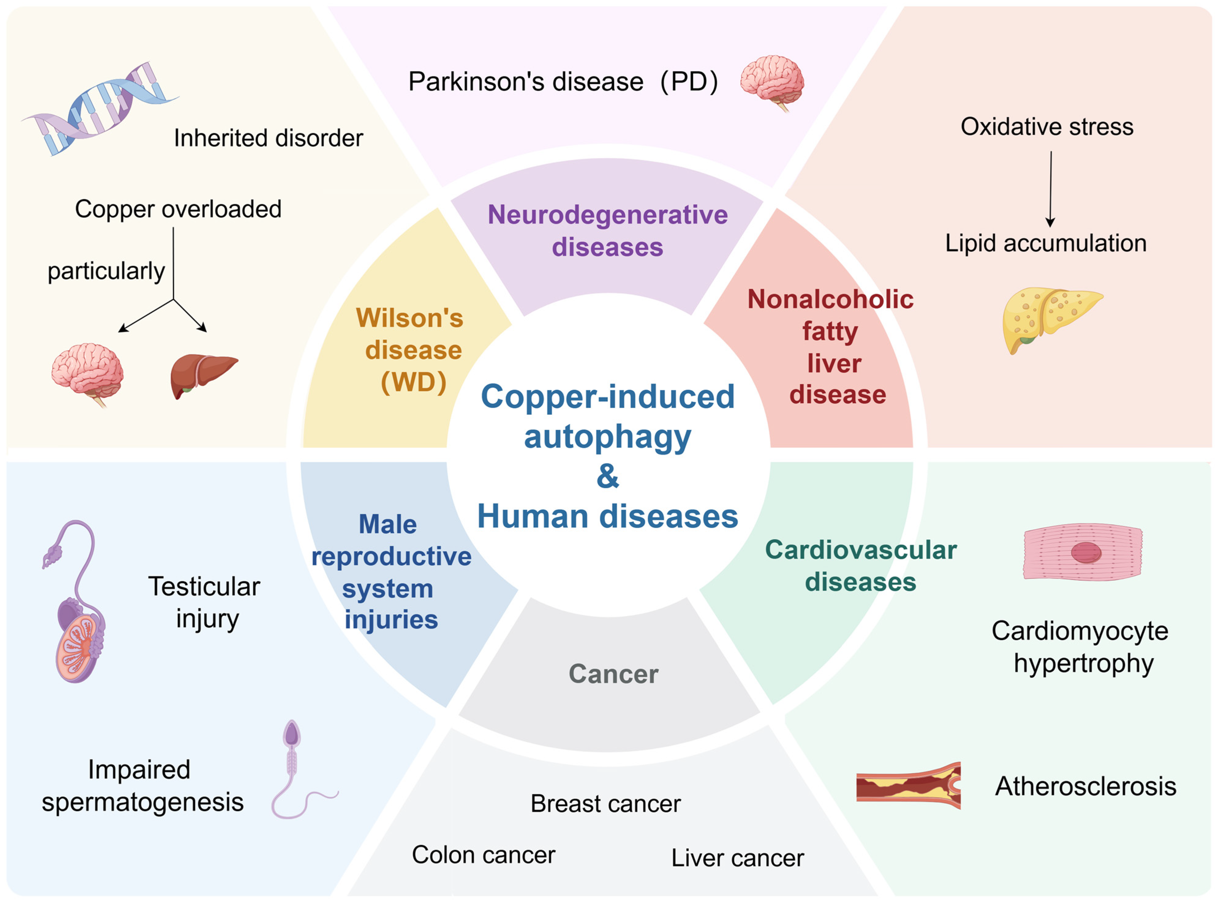 Pharmaceuticals 18 00099 g004