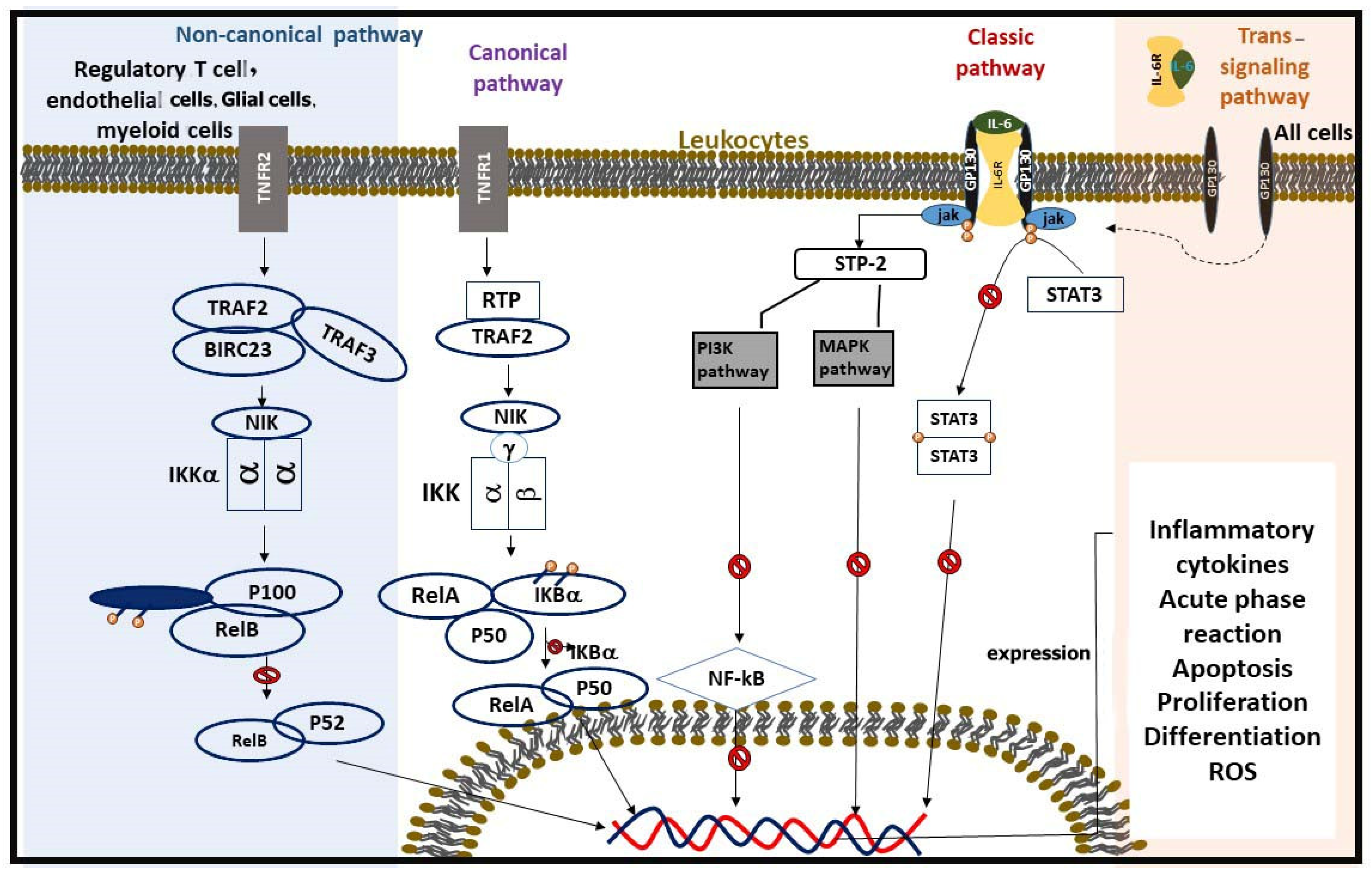 Pharmaceuticals 18 00197 g003 Pharmaceuticals 18 00197 g003