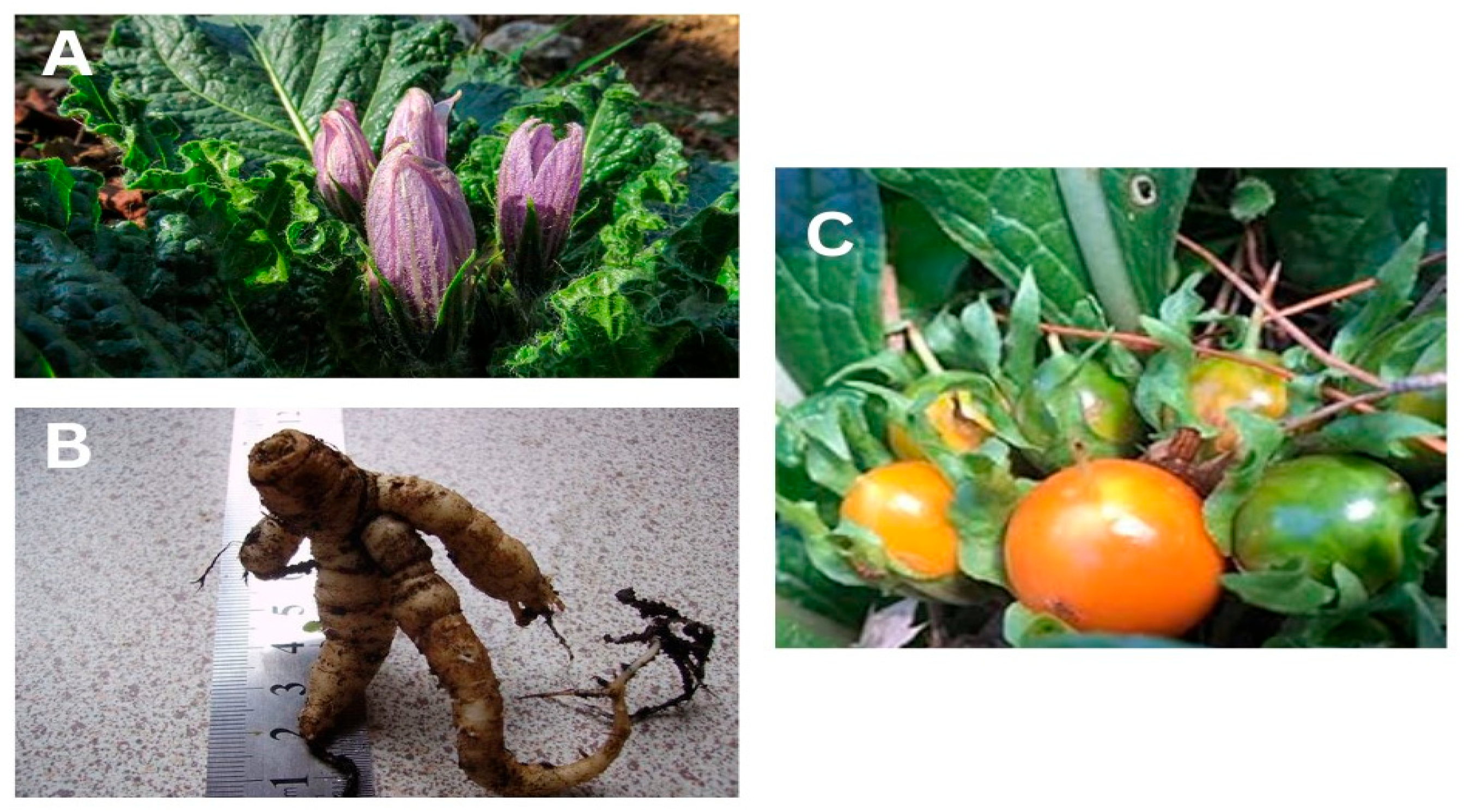 Pharmaceuticals 18 00328 g001