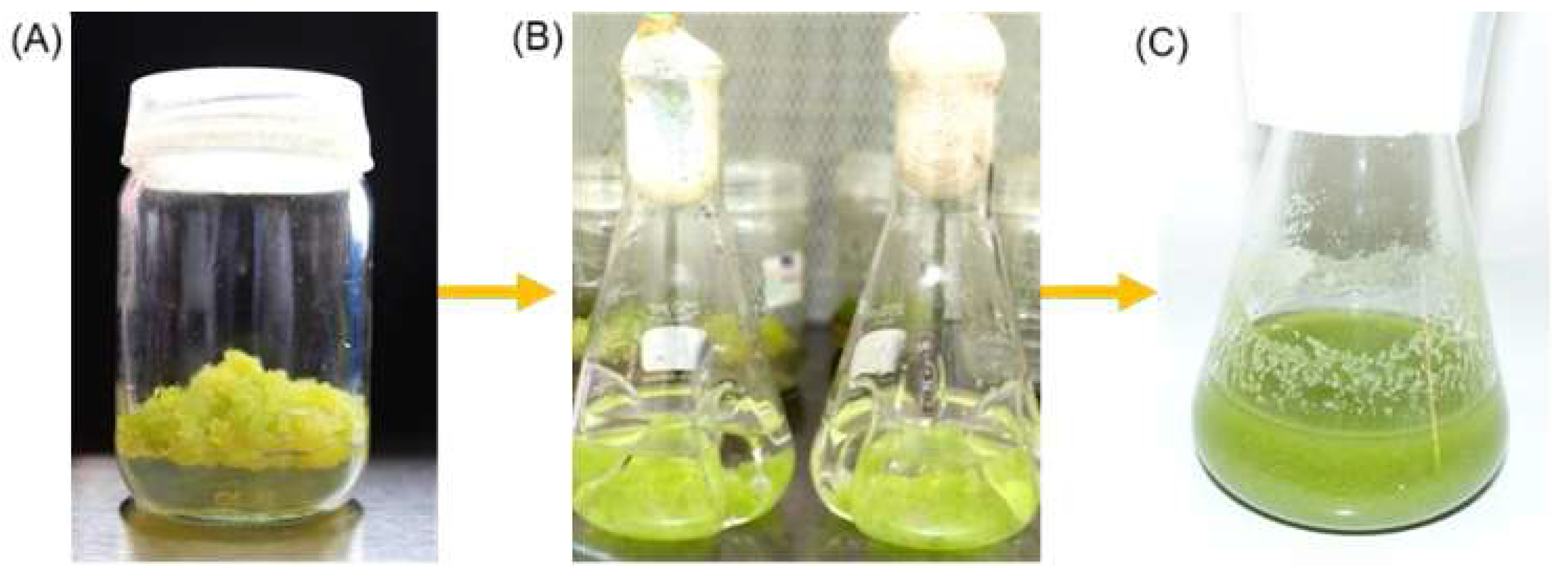 Pharmaceuticals 18 00383 g001